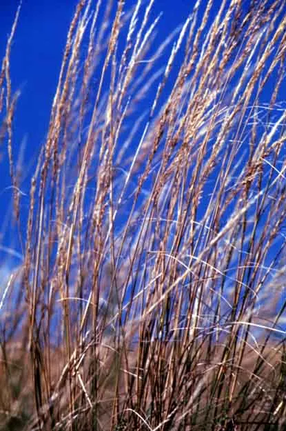 Esparto Grass (Lygeum Spartum) — Durable and low-maintenance, it contributes texture and resilience to water-wise garden designs; producing small, image 48