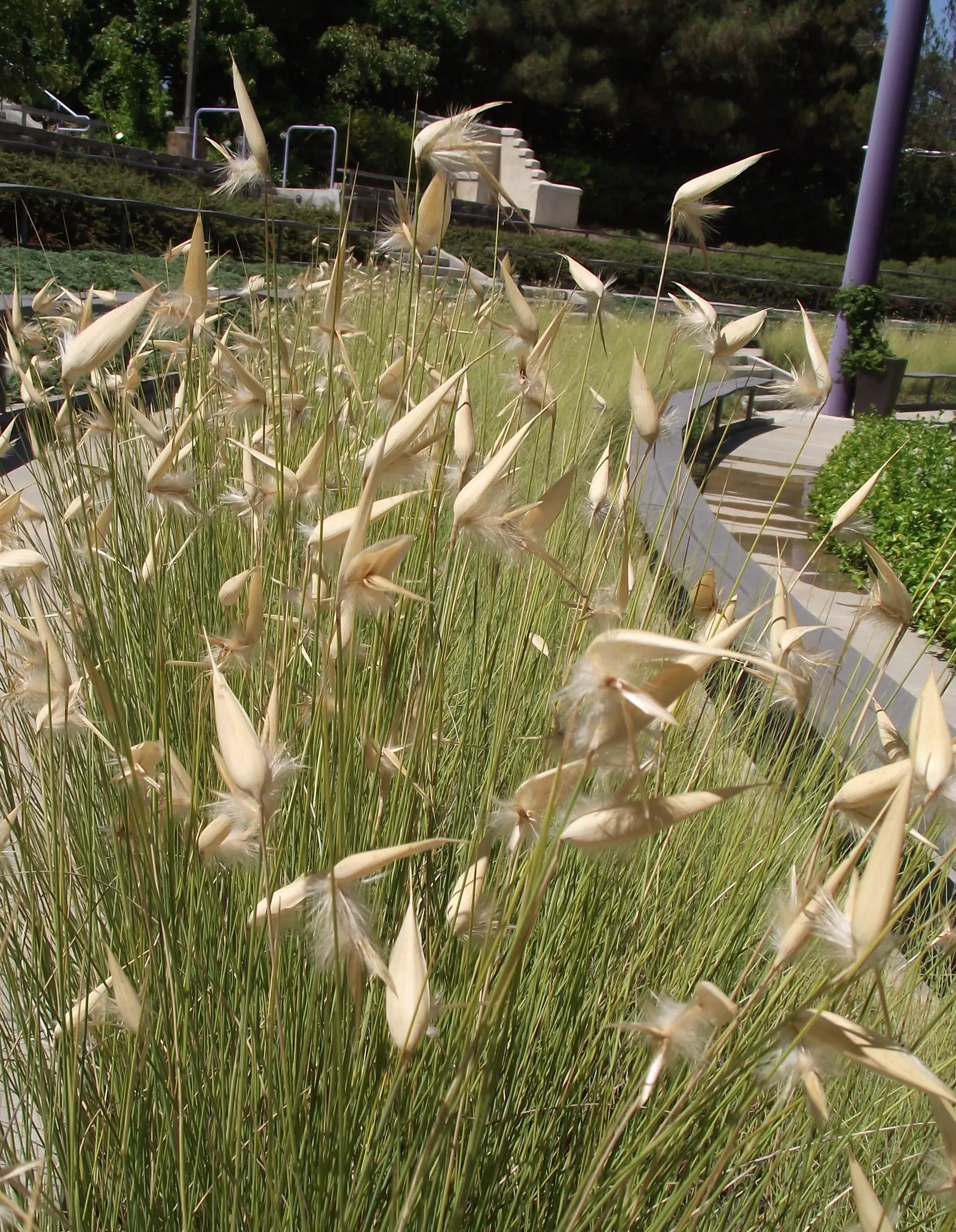 Esparto Grass (Lygeum Spartum) — The grass typically reaches heights between 1 and 2 feet