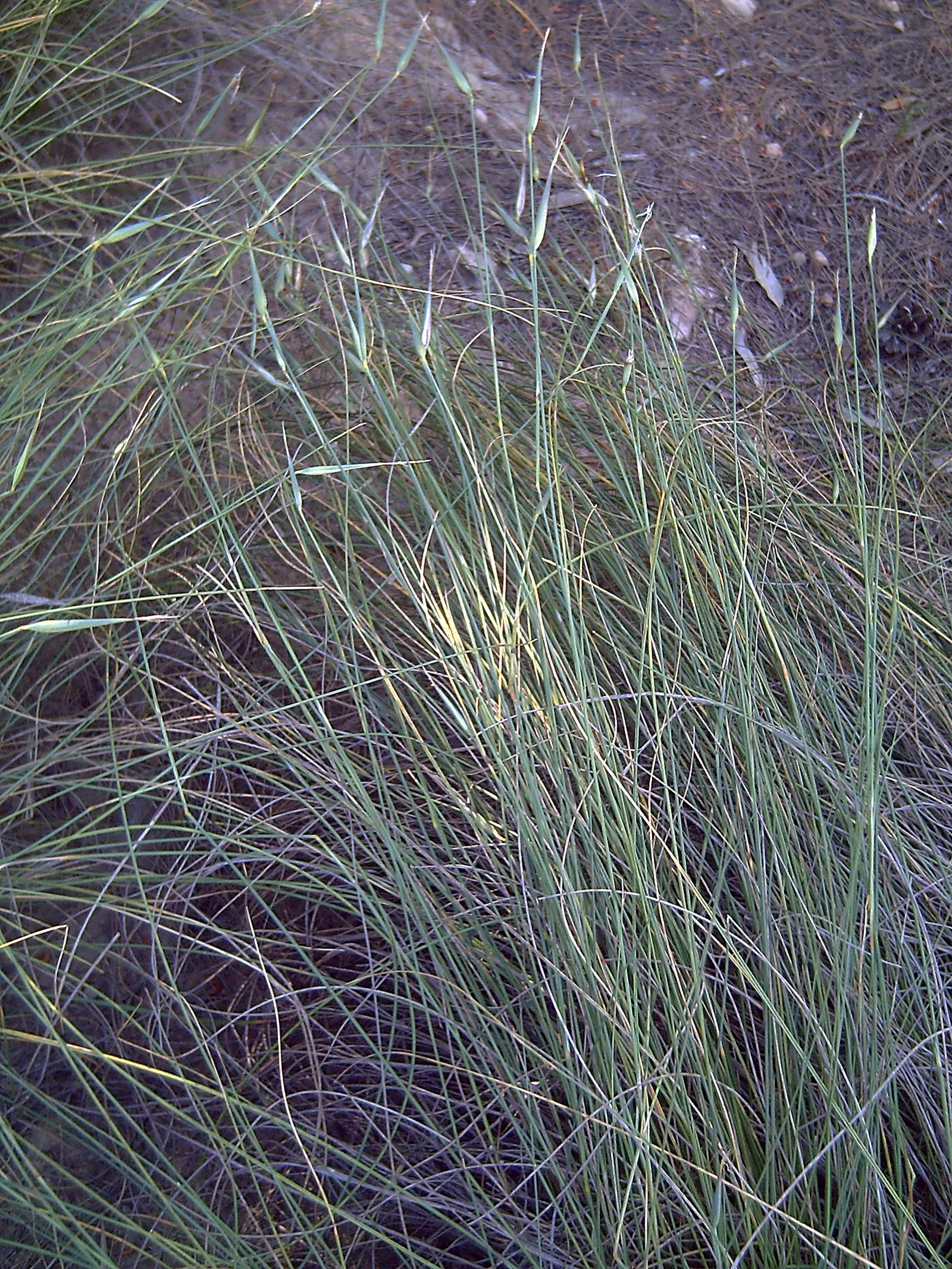 Esparto Grass (Lygeum Spartum) — creating a compact tufted form that adds texture to garden designs