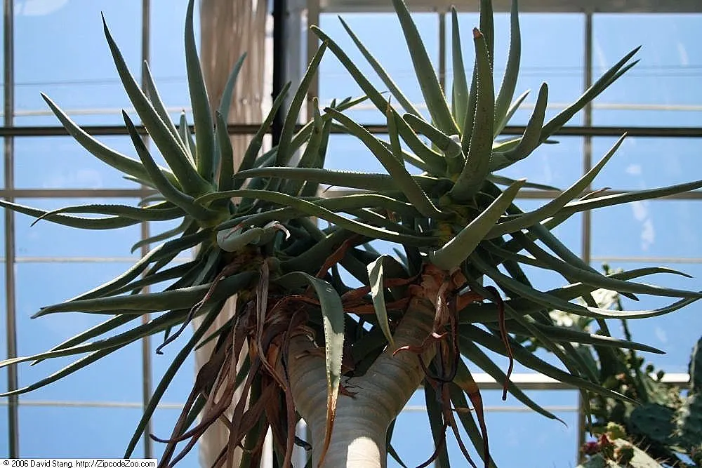 Tree Aloe (Aloe Barberae) — Originating from southern Africa; this slow-growing succulent tree can reach impressive heights of 30 to 60 feet in its, image 66