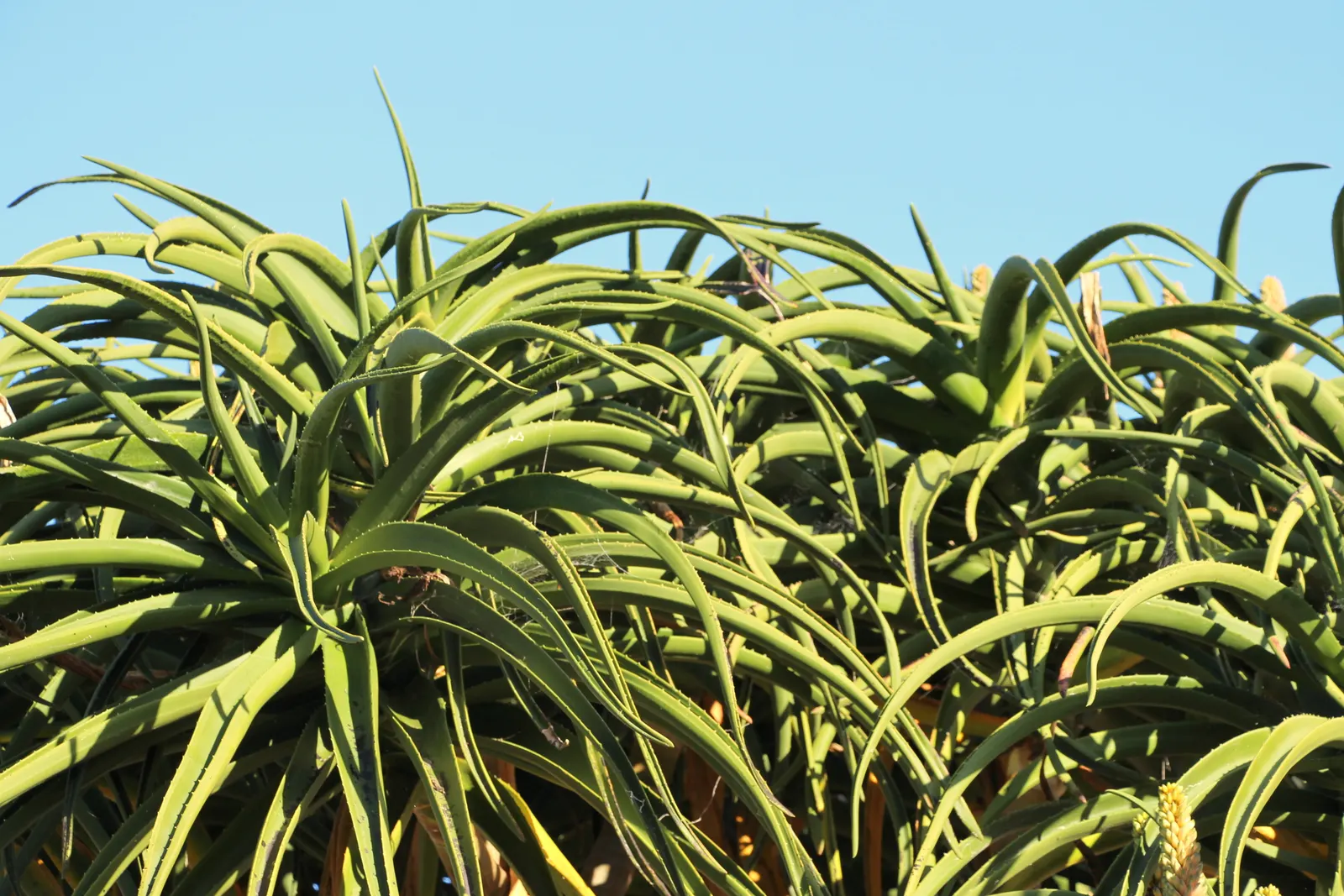 Tree Aloe (Aloe Barberae) — it requires well-drained soil and full sun to partial shade exposure; this slow-growing succulent tree can reach, image 102