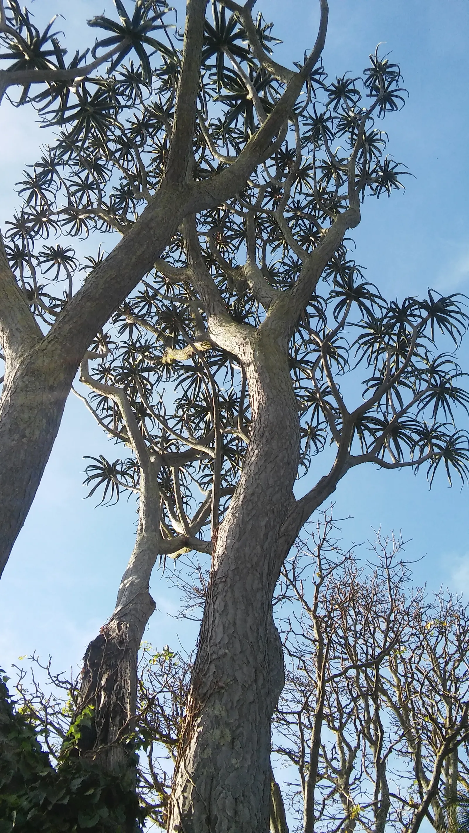 Tree Aloe (Aloe Barberae) — The Tree Aloe (Aloidendron barberae); this slow-growing succulent tree can reach impressive heights of 30 to 60 feet in, image 118