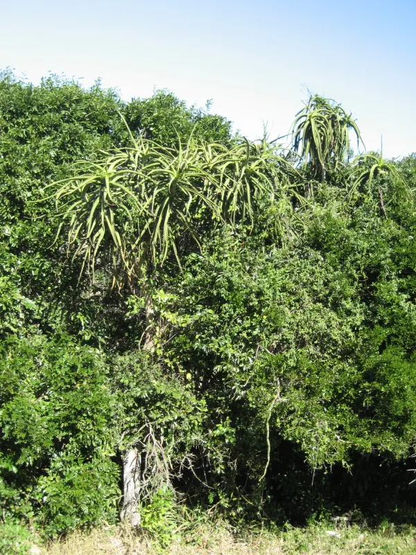 Tree Aloe (Aloe Barberae) — grey trunk and beautiful rosettes of blue-green leaves; this slow-growing succulent tree can reach impressive heights, image 114