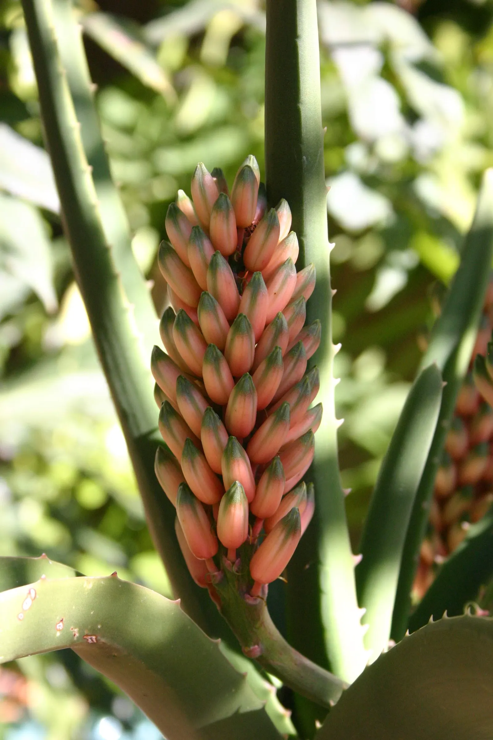 Tree Aloe (Aloe Barberae) — Originating from southern Africa; this slow-growing succulent tree can reach impressive heights of 30 to 60 feet in its, image 122