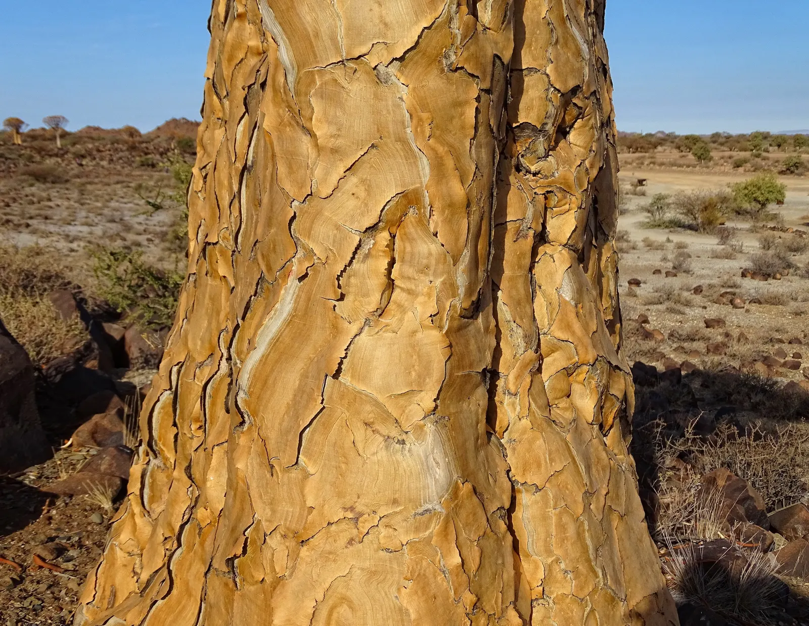 Tree Aloe (Aloe Barberae) — ideal for adding a sculptural element to any landscape design; preferably grown in USDA zones 9-11, it requires full, image 65