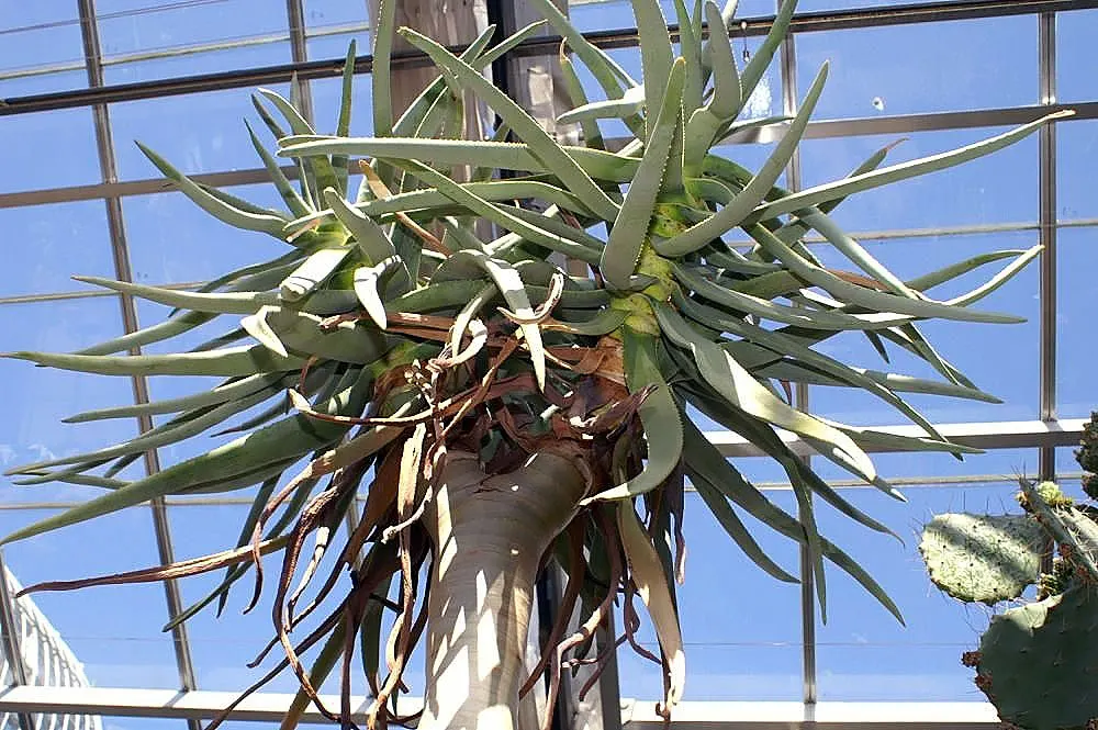 Tree Aloe (Aloe Barberae) — this slow-growing succulent tree can reach impressive heights of 30 to 60 feet in its natural habitat; it requires, image 67