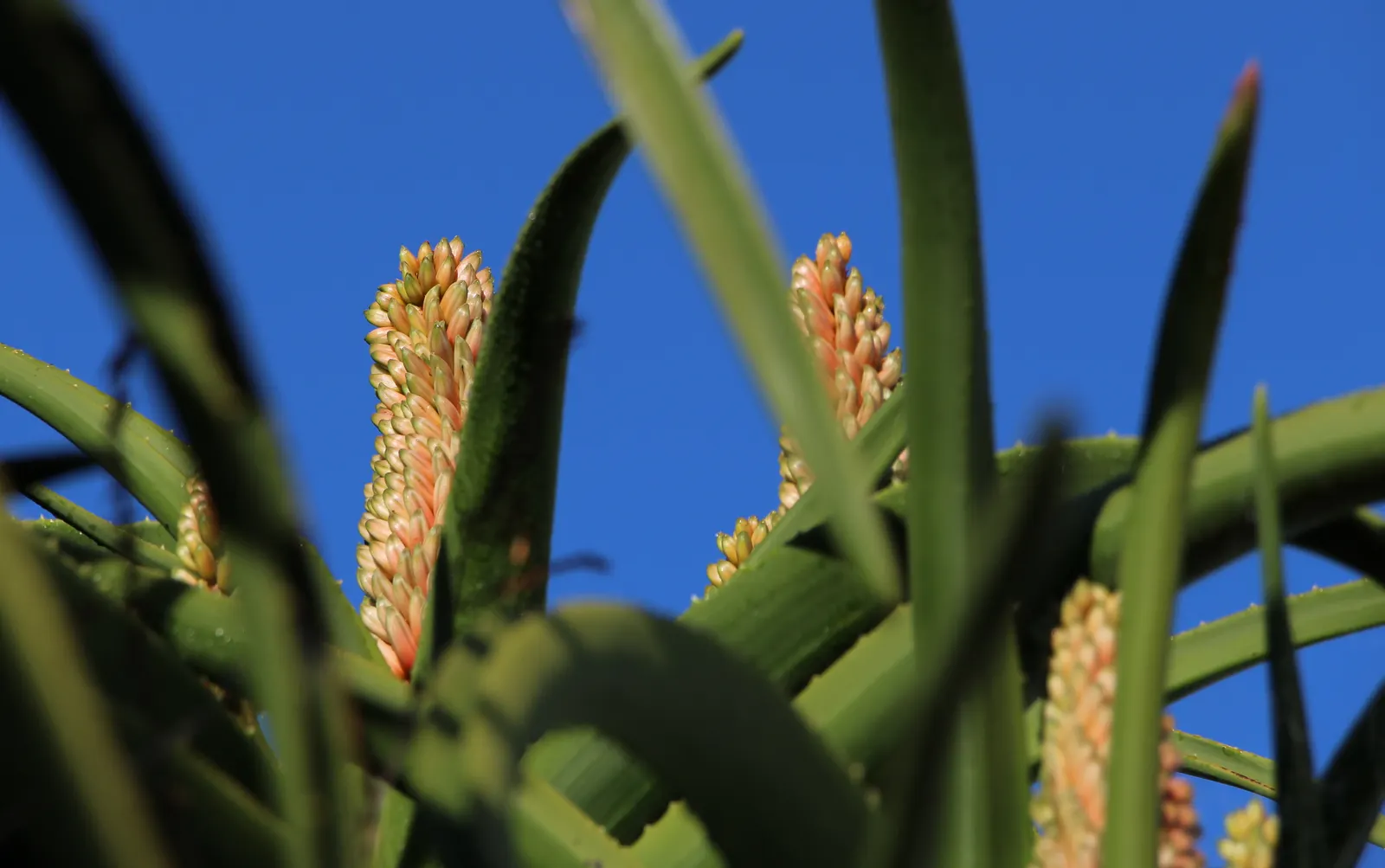 Tree Aloe (Aloe Barberae) — with a spread of 8 to 10 feet.<br><br>Characterized by its smooth; preferably grown in USDA zones 9-11, it requires, image 97