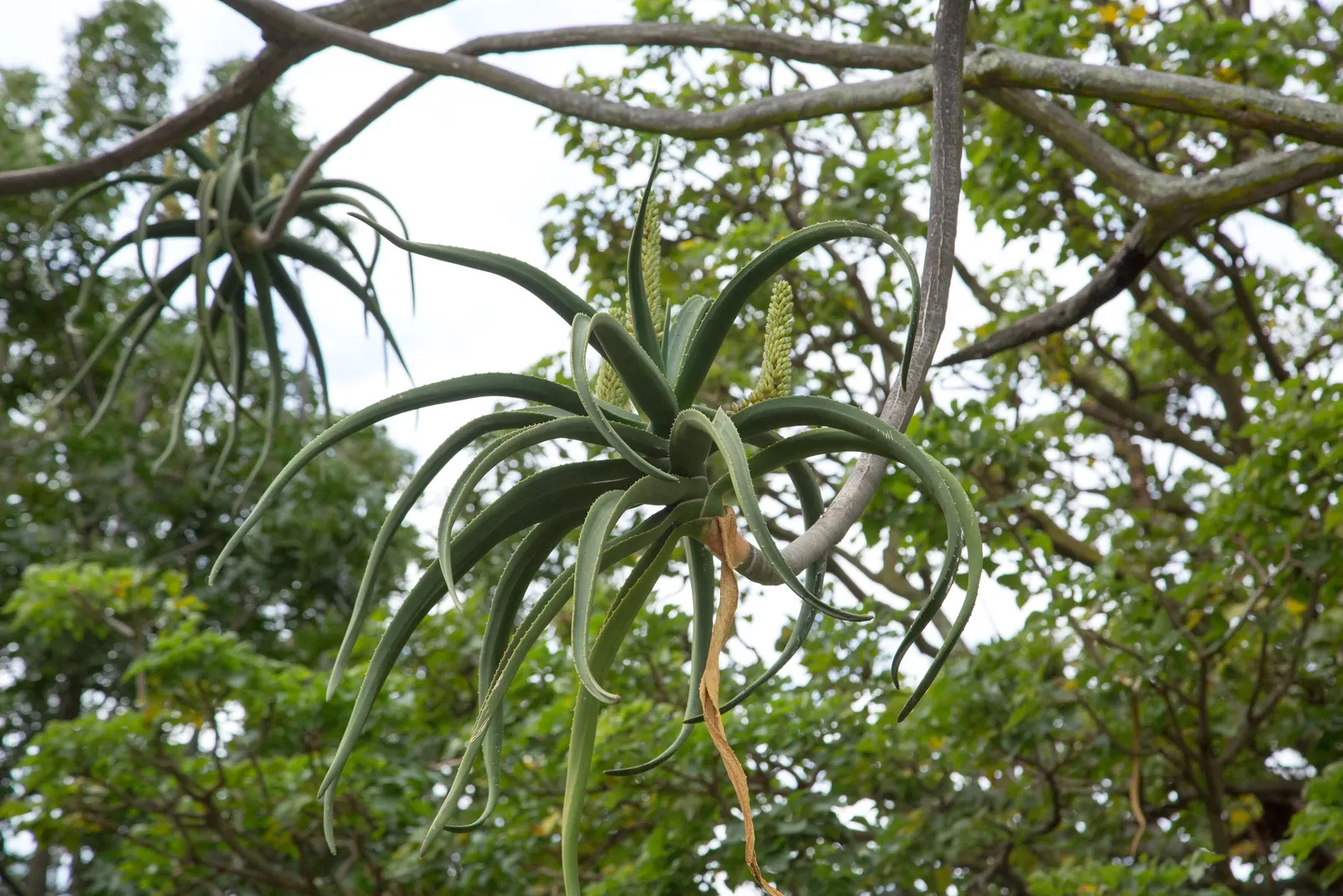 Tree Aloe (Aloe Barberae) — orange-red flowers on tall spikes that attract a variety of pollinators; due to its spiny leaf edges, image 104