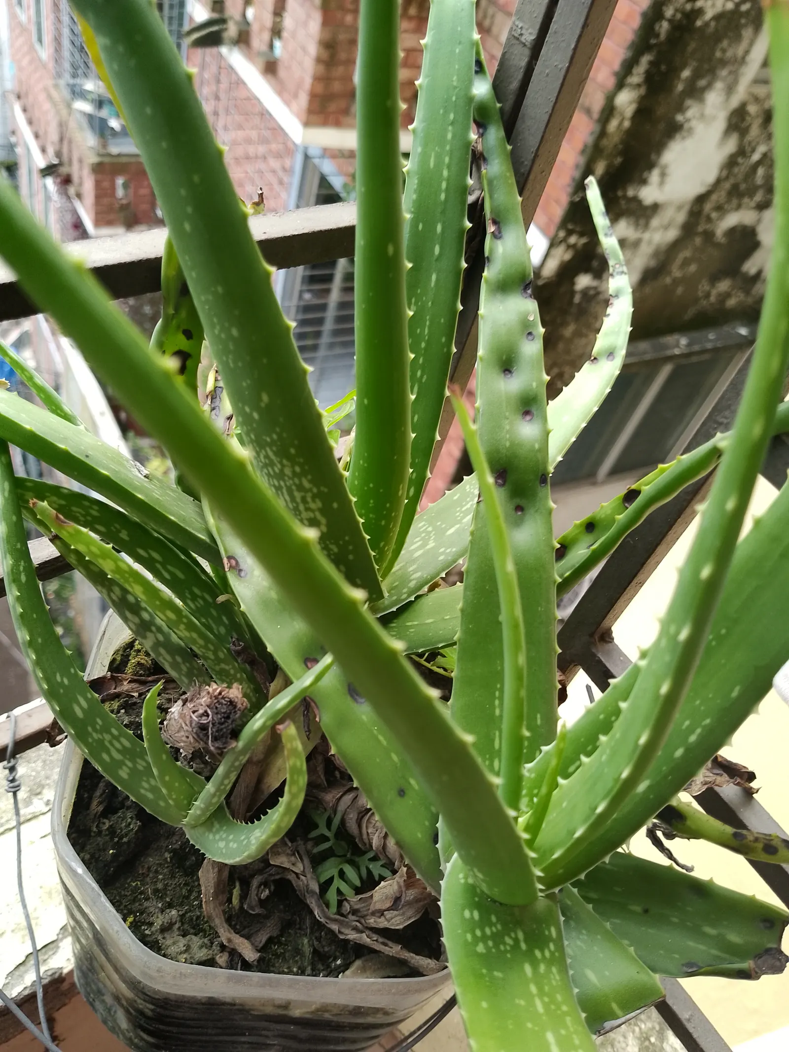 Tree Aloe (Aloe Barberae) — formerly known as Aloes bainesii; it requires well-drained soil and full sun to partial shade exposure, image 63