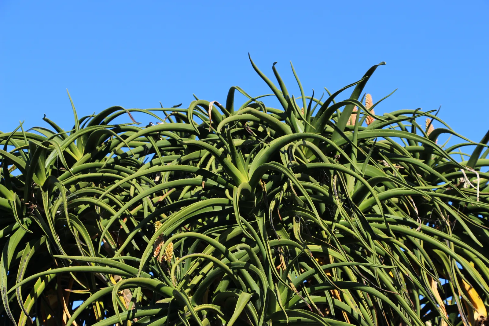 Tree Aloe (Aloe Barberae) — gray-brown branching trunk; this slow-growing succulent tree can reach impressive heights of 30 to 60 feet in its, image 98