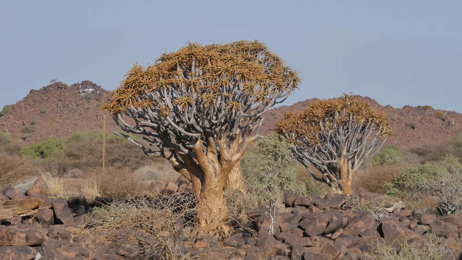 Tree Aloe (Aloe Barberae) — especially suited for xeriscaping or as a centerpiece in a rock garden