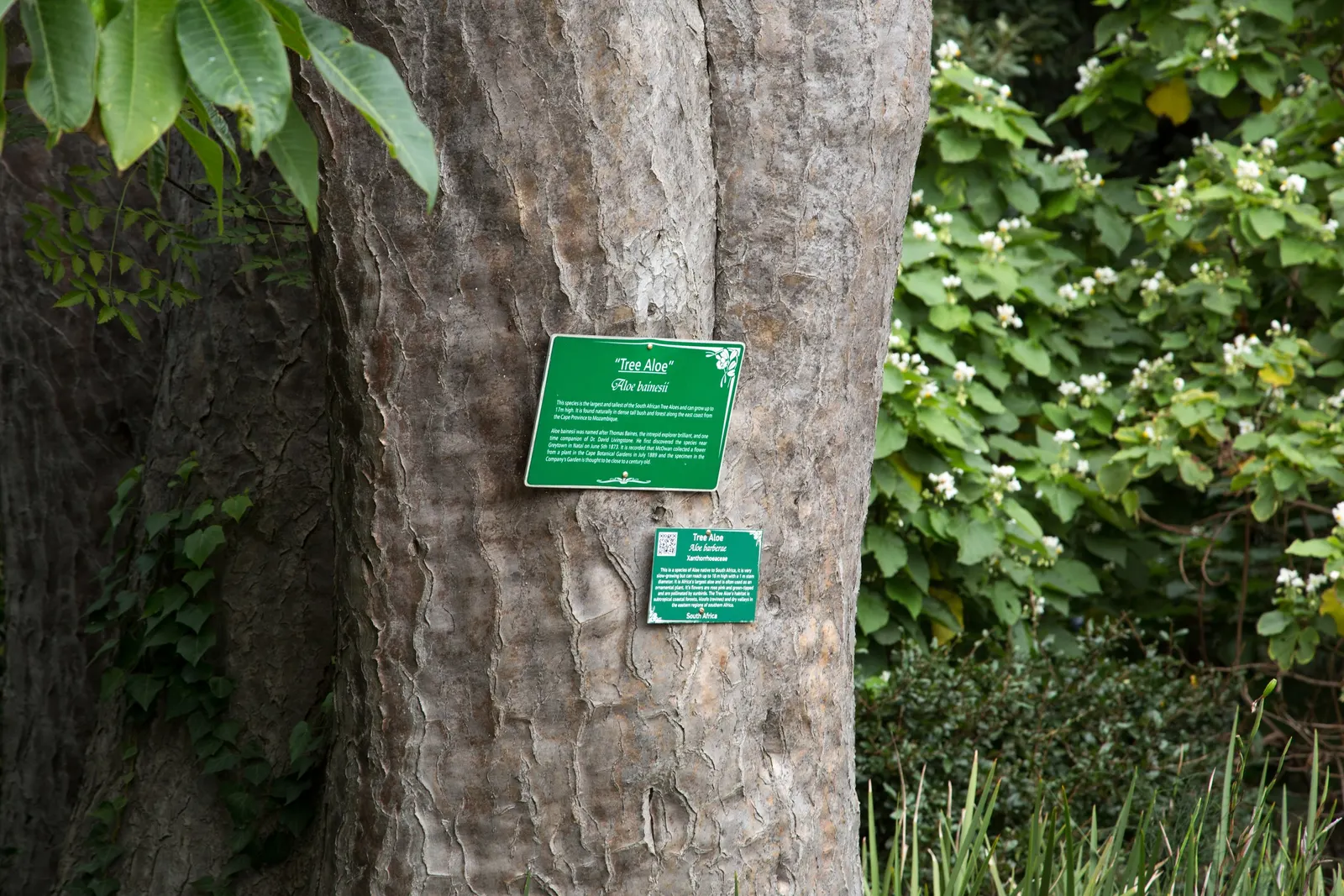 Tree Aloe (Aloe Barberae) — arching green leaves up to 2 feet in length; due to its spiny leaf edges, image 100