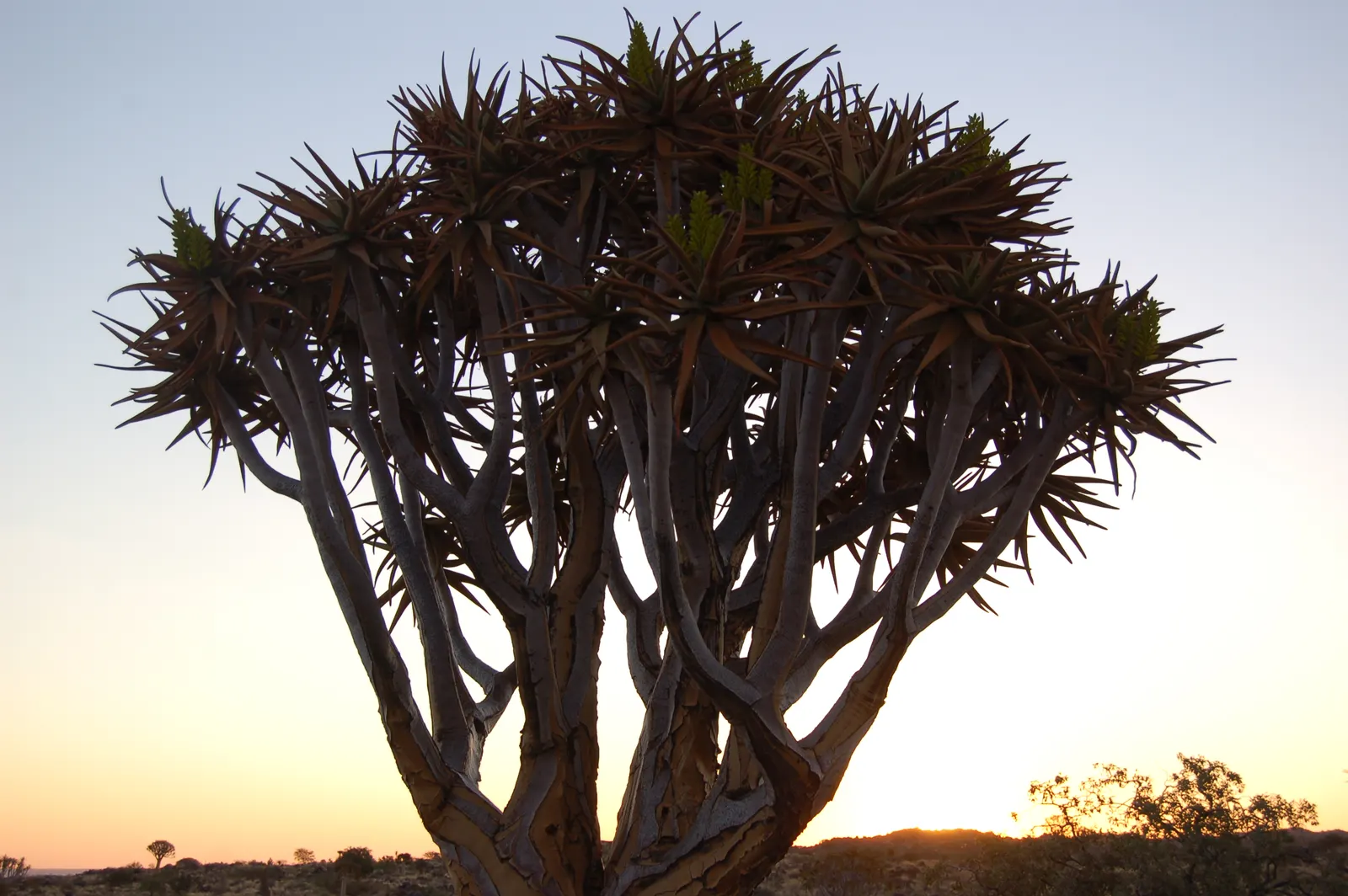 Tree Aloe (Aloe Barberae) — The Tree Aloe (Aloidendron barberae); this slow-growing succulent tree can reach impressive heights of 30 to 60 feet in, image 62