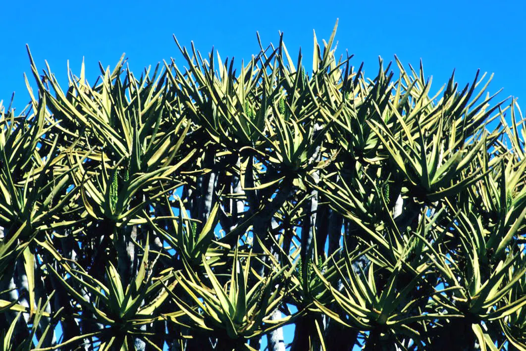 Tree Aloe (Aloe Barberae) — tree with pink blooms