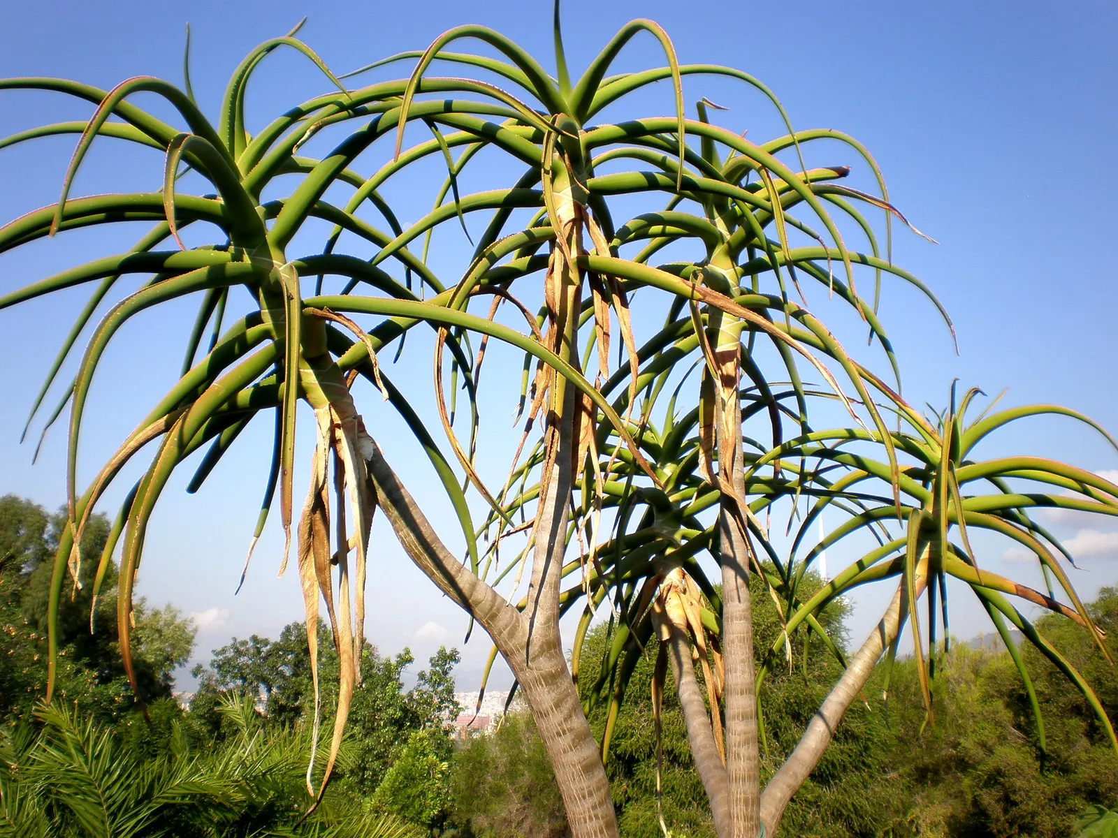 Tree Aloe (Aloe Barberae) — due to its spiny leaf edges; preferably grown in USDA zones 9-11, it requires full sun to partial shade and, image 81