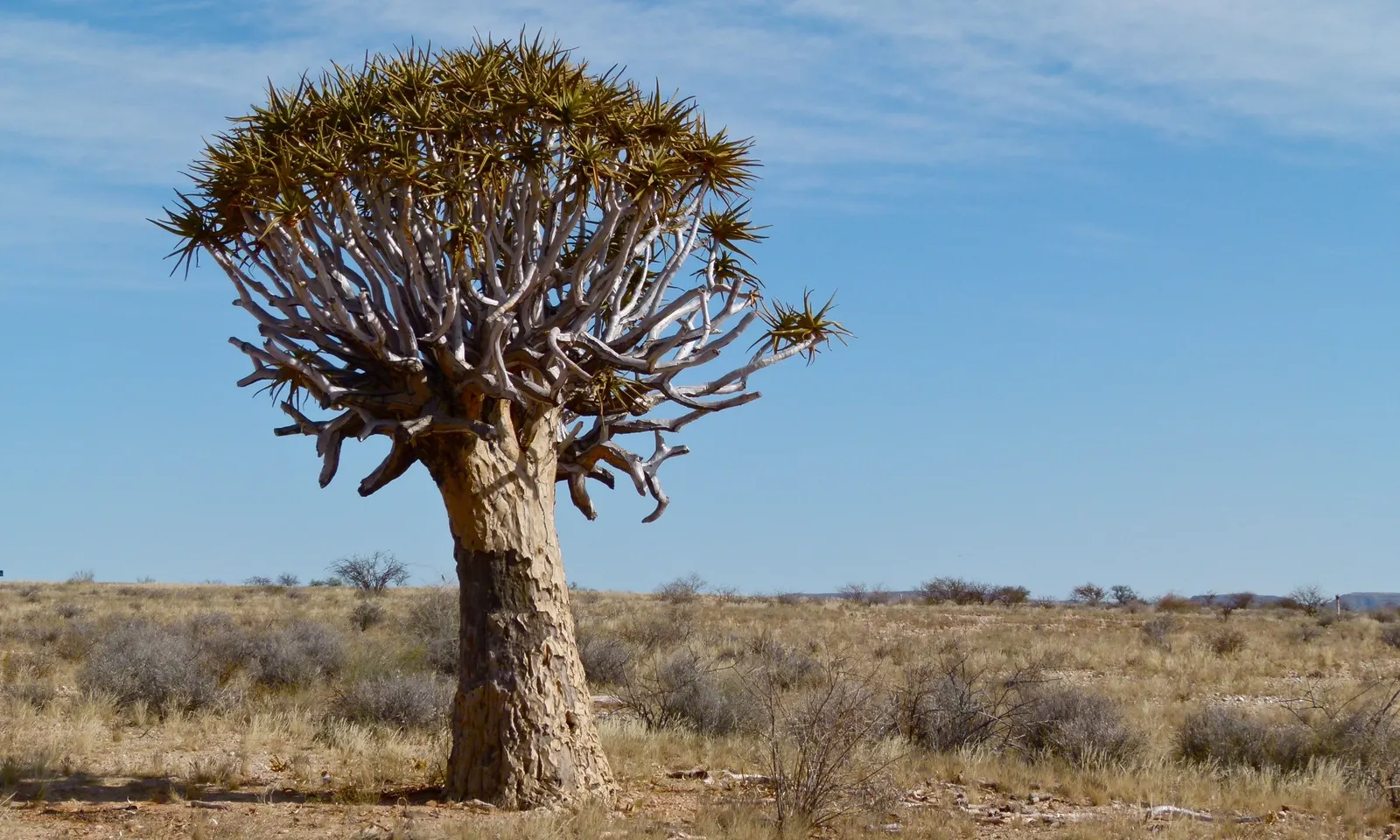 Tree Aloe (Aloe Barberae) — When designing with Aloidendron barberae