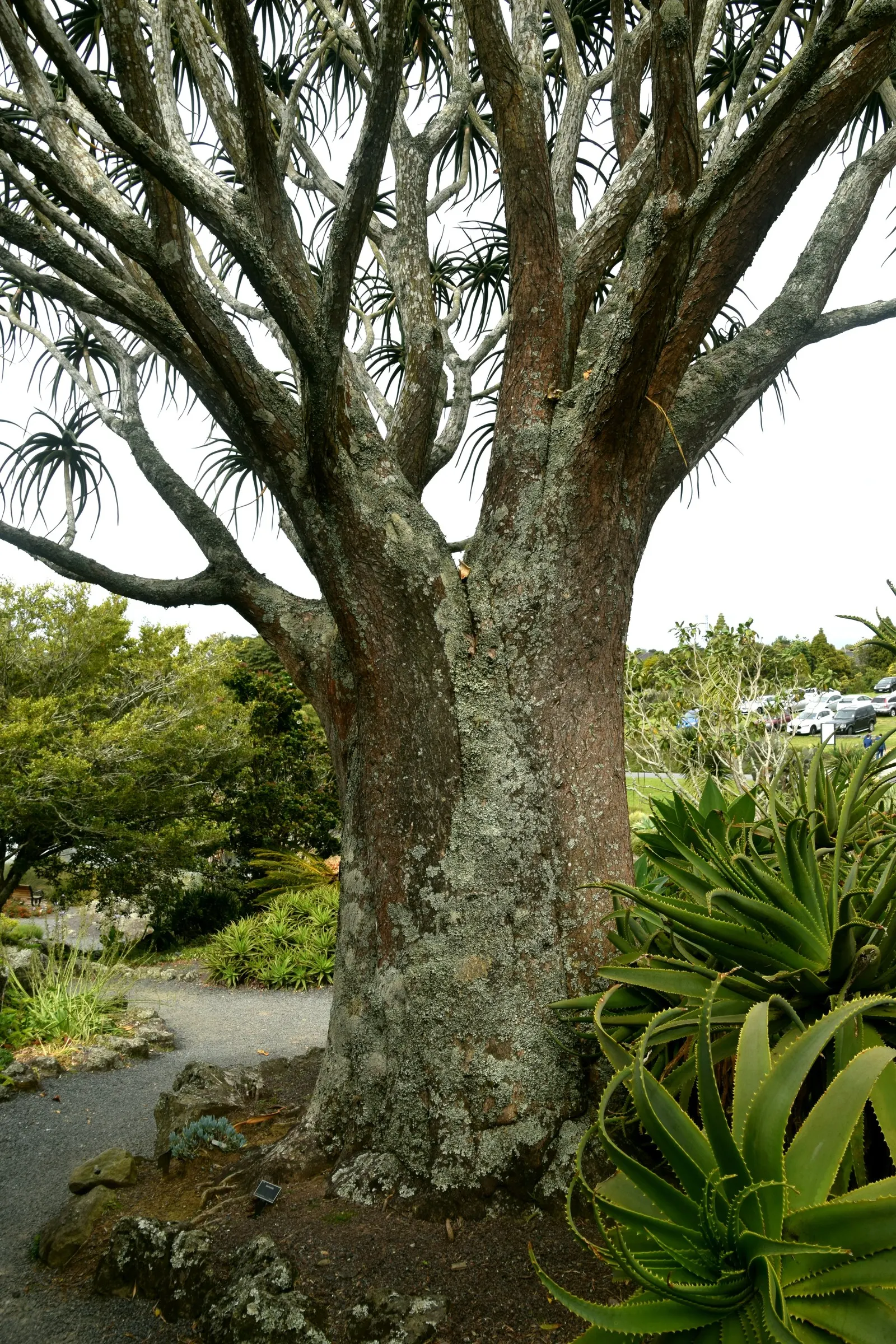 Tree Aloe (Aloe Barberae) — Tree Aloe (Aloe barberae) is a majestic, evergreen succulent reaching up to 50 feet tall and 10 feet wide