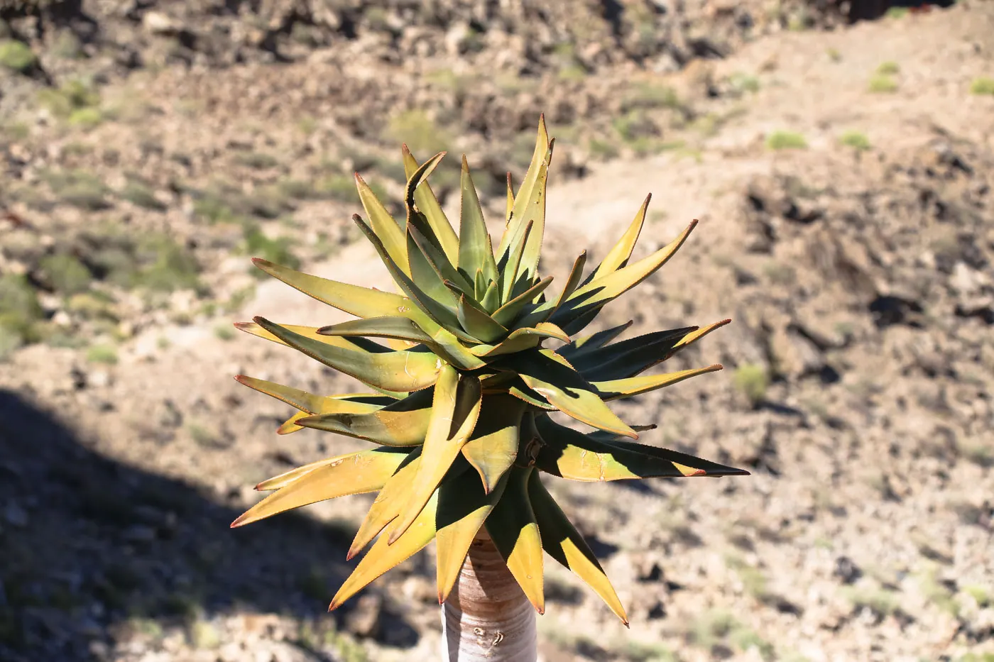 Tree Aloe (Aloe Barberae) — is a striking and elegant specimen; due to its spiny leaf edges, image 64