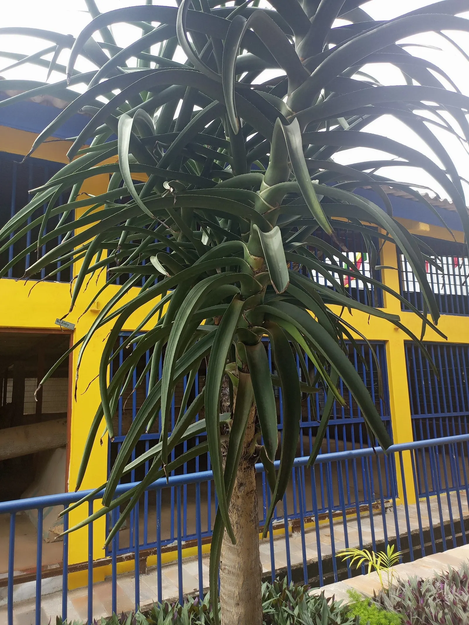 Tree Aloe (Aloe Barberae) — arching green leaves up to 2 feet in length; due to its spiny leaf edges, image 128