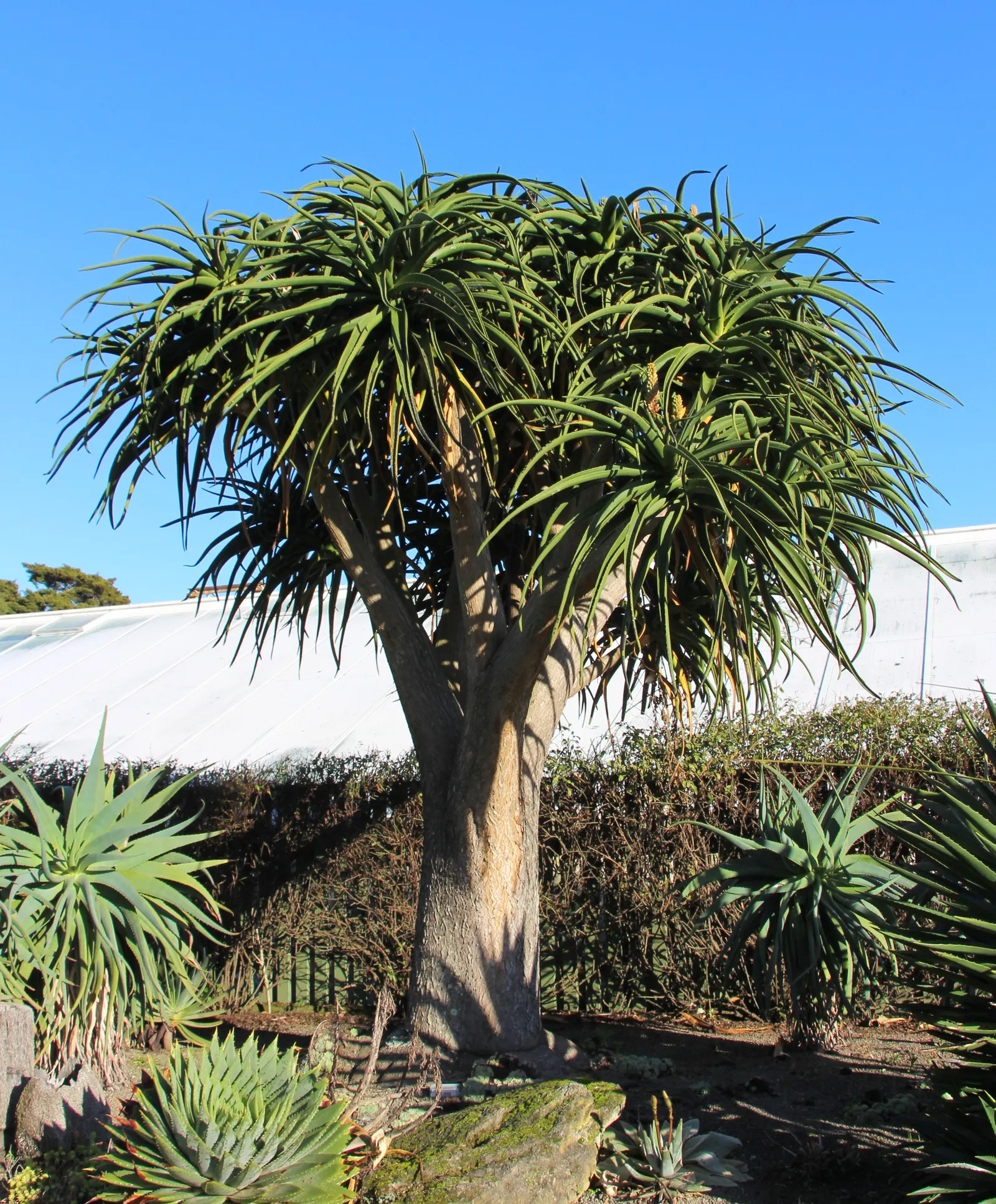 Tree Aloe (Aloe Barberae) — it typically grows to about 18 to 30 feet tall; due to its spiny leaf edges, image 96