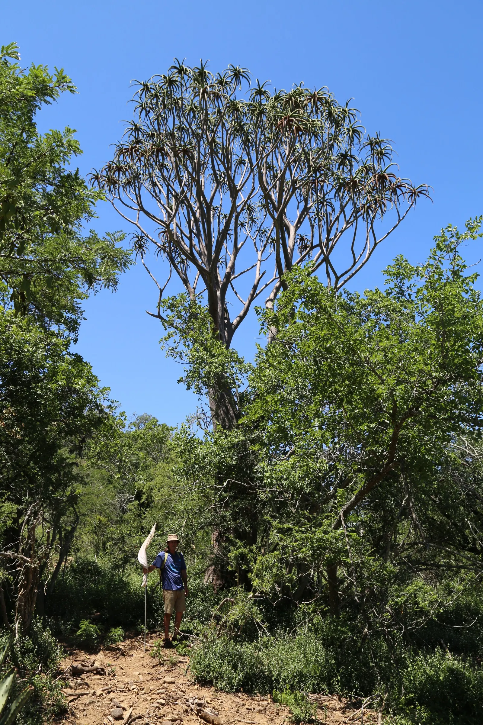 Tree Aloe (Aloe Barberae) — When designing with Aloidendron barberae; it requires well-drained soil and full sun to partial shade exposure, image 79