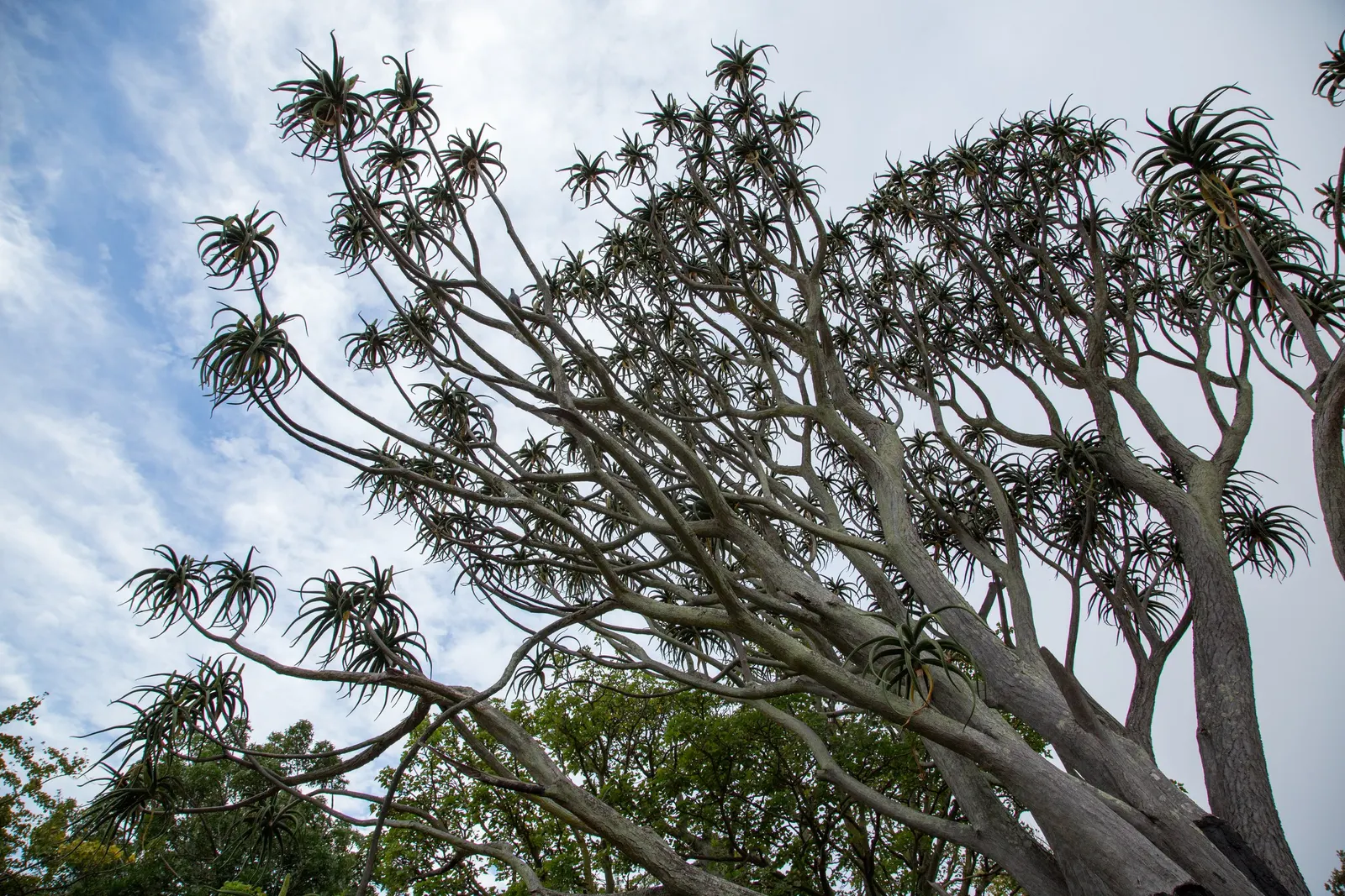 Tree Aloe (Aloe Barberae) — provide ample space to accommodate its majestic size and take care to situate it away from pedestrian pathways; due to, image 108