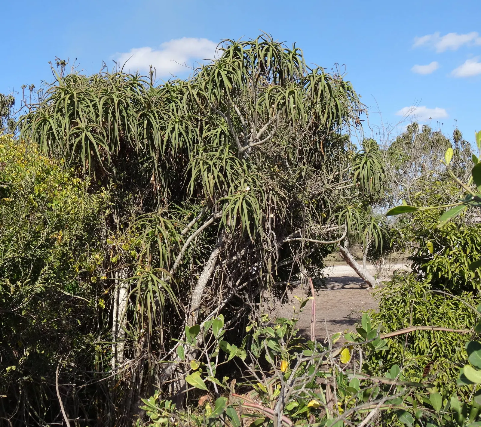 Tree Aloe (Aloe Barberae) — including birds and bees.<br><br>Incorporating this plant into a landscape provides an exotic focal point; preferably, image 77