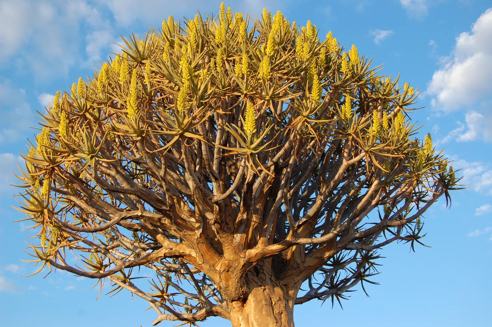 Tree Aloe (Aloe Barberae) — Perfect as a focal specimen, it offers drought tolerance and low maintenance for warm, arid landscapes; preferably, image 61