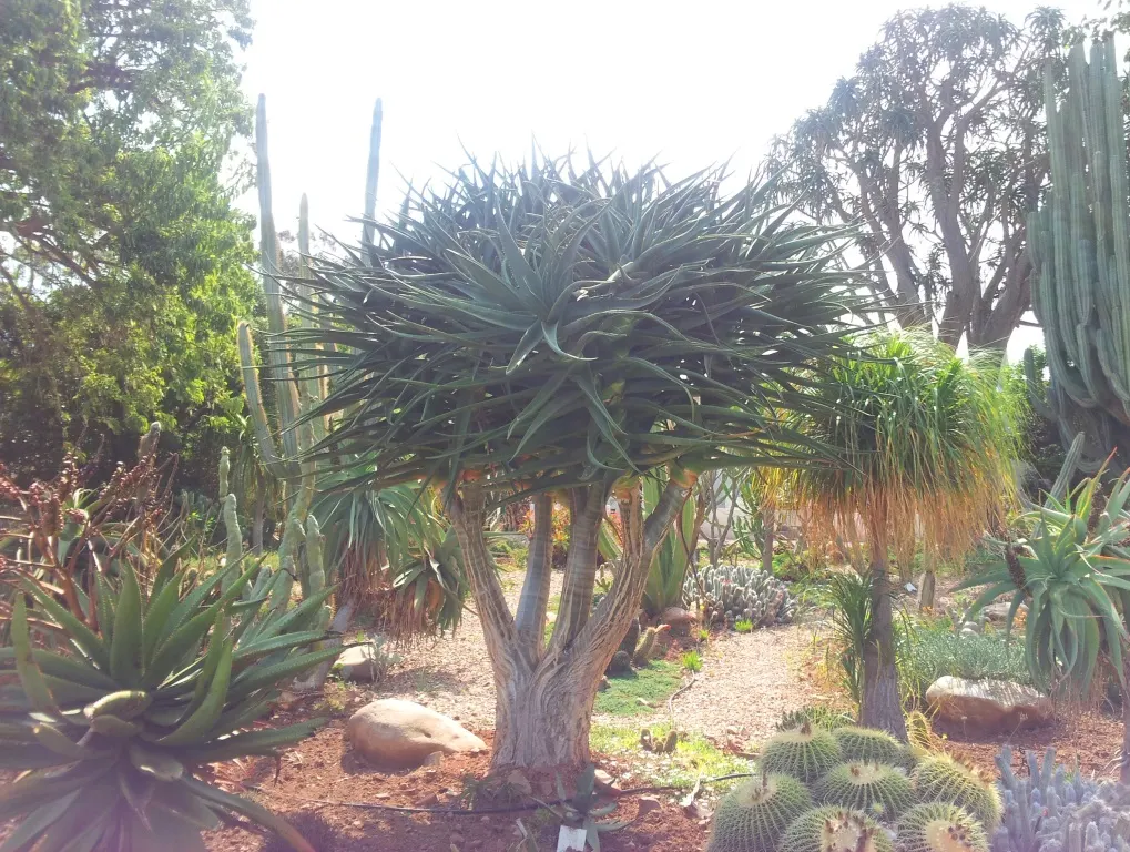 Tree Aloe (Aloe Barberae) — especially suited for xeriscaping or as a centerpiece in a rock garden; this slow-growing succulent tree can reach, image 78