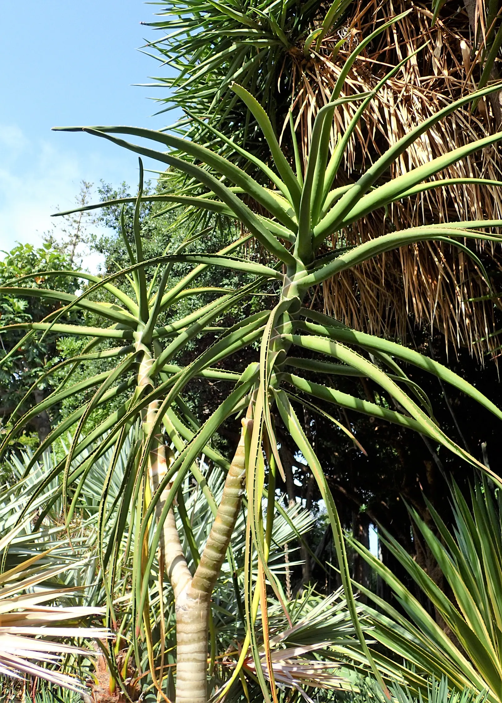 Tree Aloe (Aloe Barberae) — with a spread of 8 to 10 feet.<br><br>Characterized by its smooth; preferably grown in USDA zones 9-11, it requires, image 125