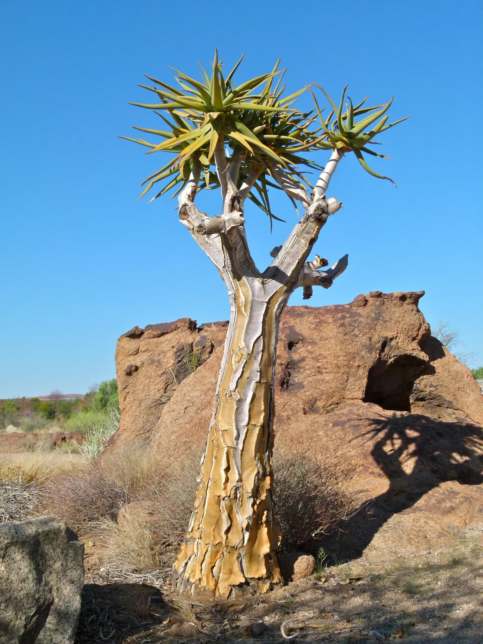 Tree Aloe (Aloe Barberae) — due to its spiny leaf edges