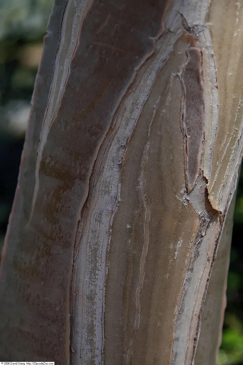 Tree Aloe (Aloe Barberae) — it typically grows to about 18 to 30 feet tall; due to its spiny leaf edges, image 68