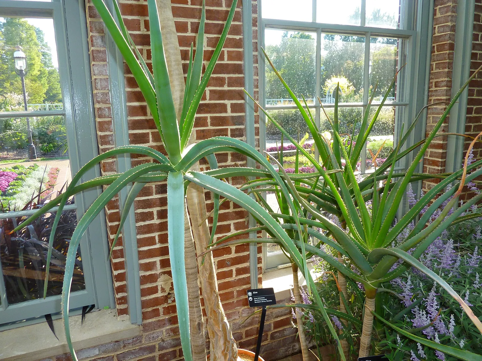 Tree Aloe (Aloe Barberae) — the Tree Aloe bears a dense canopy of rosettes; it requires well-drained soil and full sun to partial shade exposure, image 99