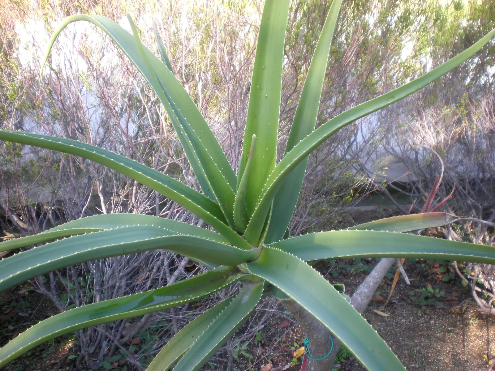 Tree Aloe (Aloe Barberae) — it requires well-drained soil and full sun to partial shade exposure; this slow-growing succulent tree can reach, image 74