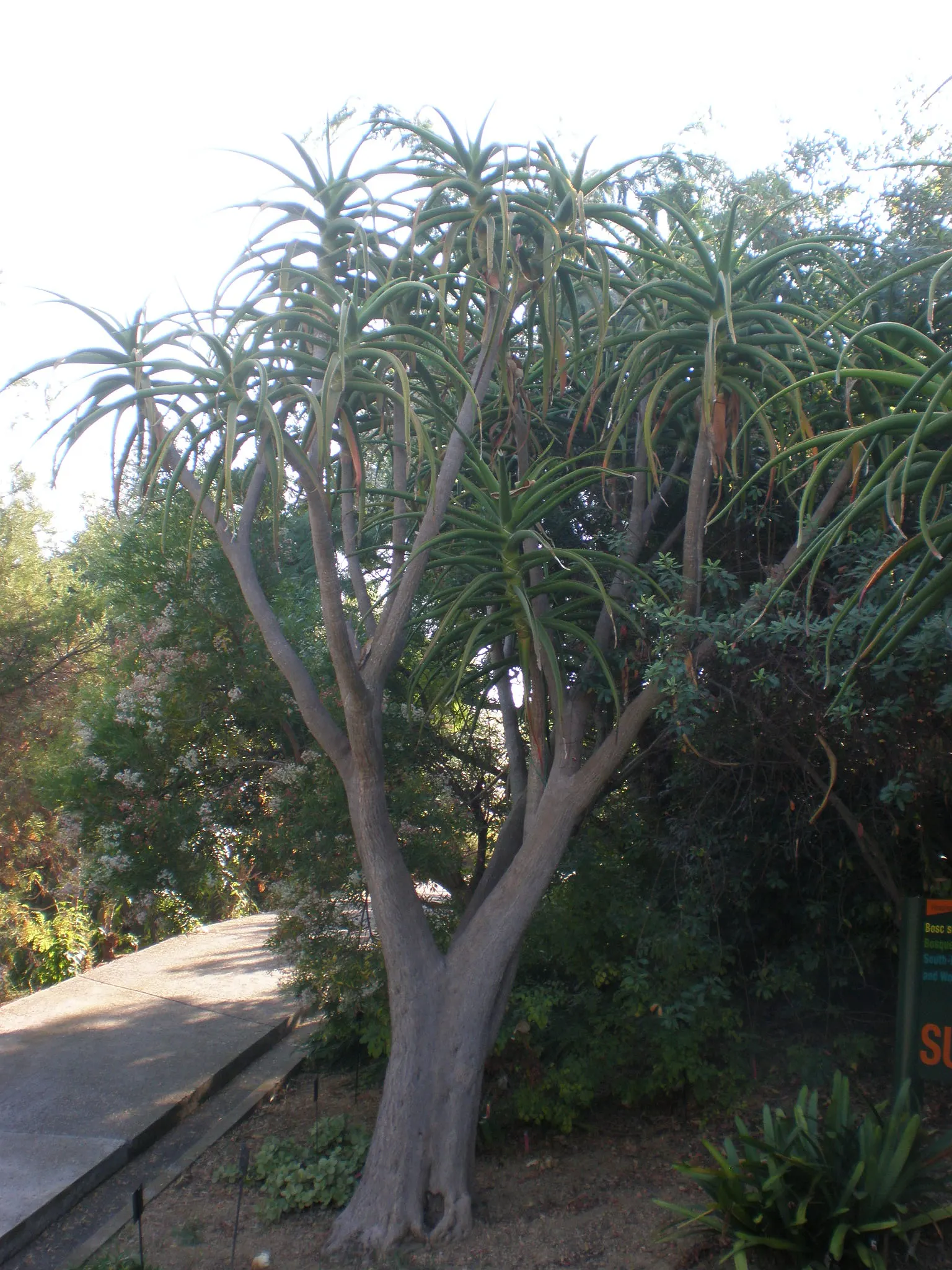 Tree Aloe (Aloe Barberae) — tree with pink blooms; it requires well-drained soil and full sun to partial shade exposure
