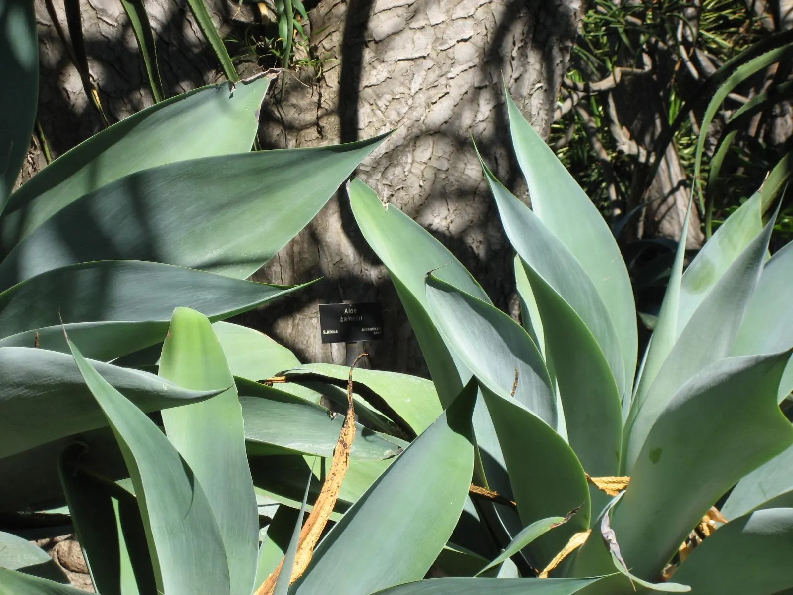 Tree Aloe (Aloe Barberae) — the Tree Aloe blooms in the late fall to early winter; it requires well-drained soil and full sun to partial shade, image 103