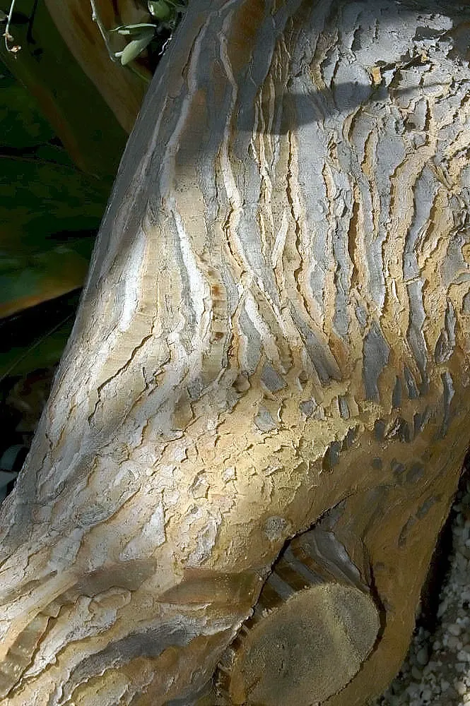 Tree Aloe (Aloe Barberae) — the Tree Aloe bears a dense canopy of rosettes; it requires well-drained soil and full sun to partial shade exposure, image 71
