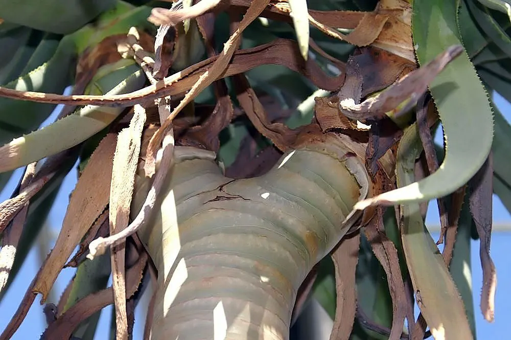 Tree Aloe (Aloe Barberae) — Tree Aloe (Aloe barberae) is a majestic, evergreen succulent reaching up to 50 feet tall and 10 feet wide; preferably grown in USDA