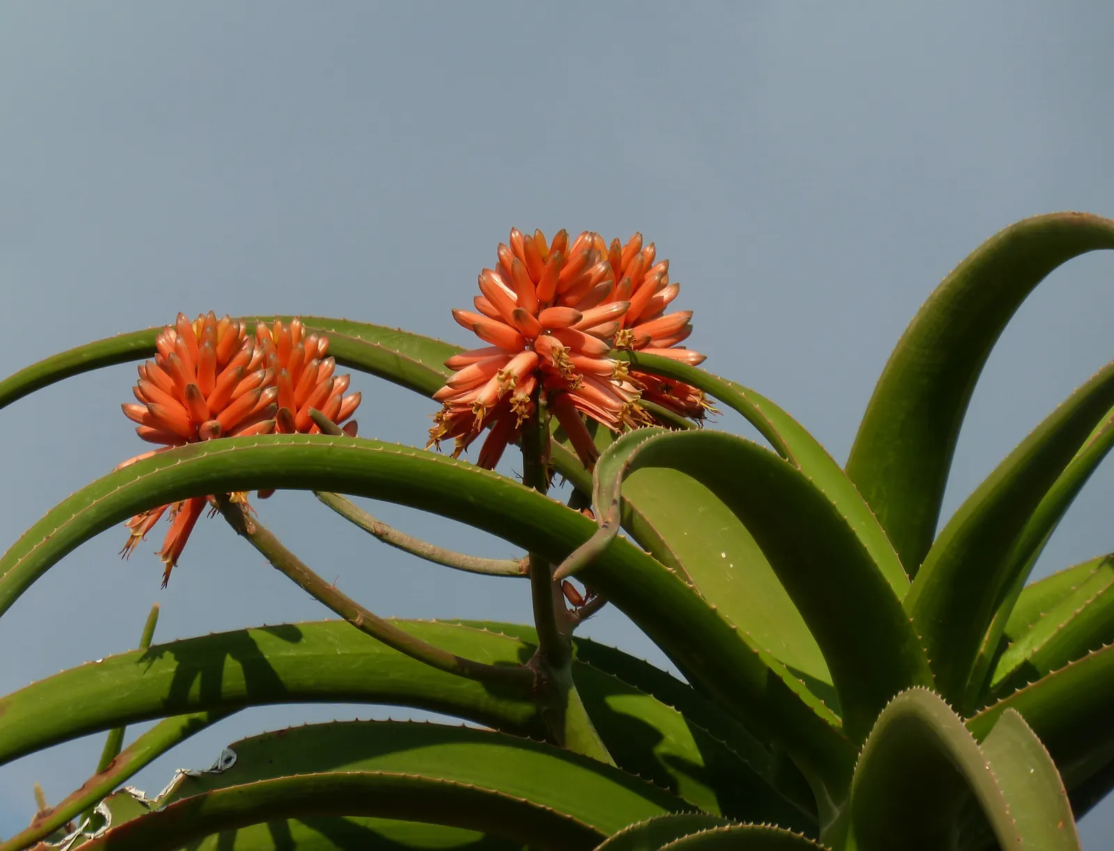 Tree Aloe (Aloe Barberae) — pink flowers in the garden; this slow-growing succulent tree can reach impressive heights of 30 to 60 feet in its, image 82
