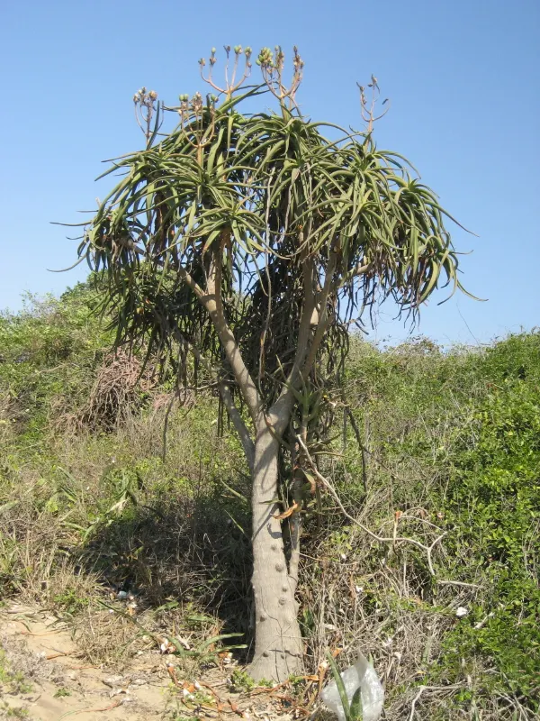 Tree Aloe (Aloe Barberae) — this slow-growing succulent tree can reach impressive heights of 30 to 60 feet in its natural habitat; it requires, image 123