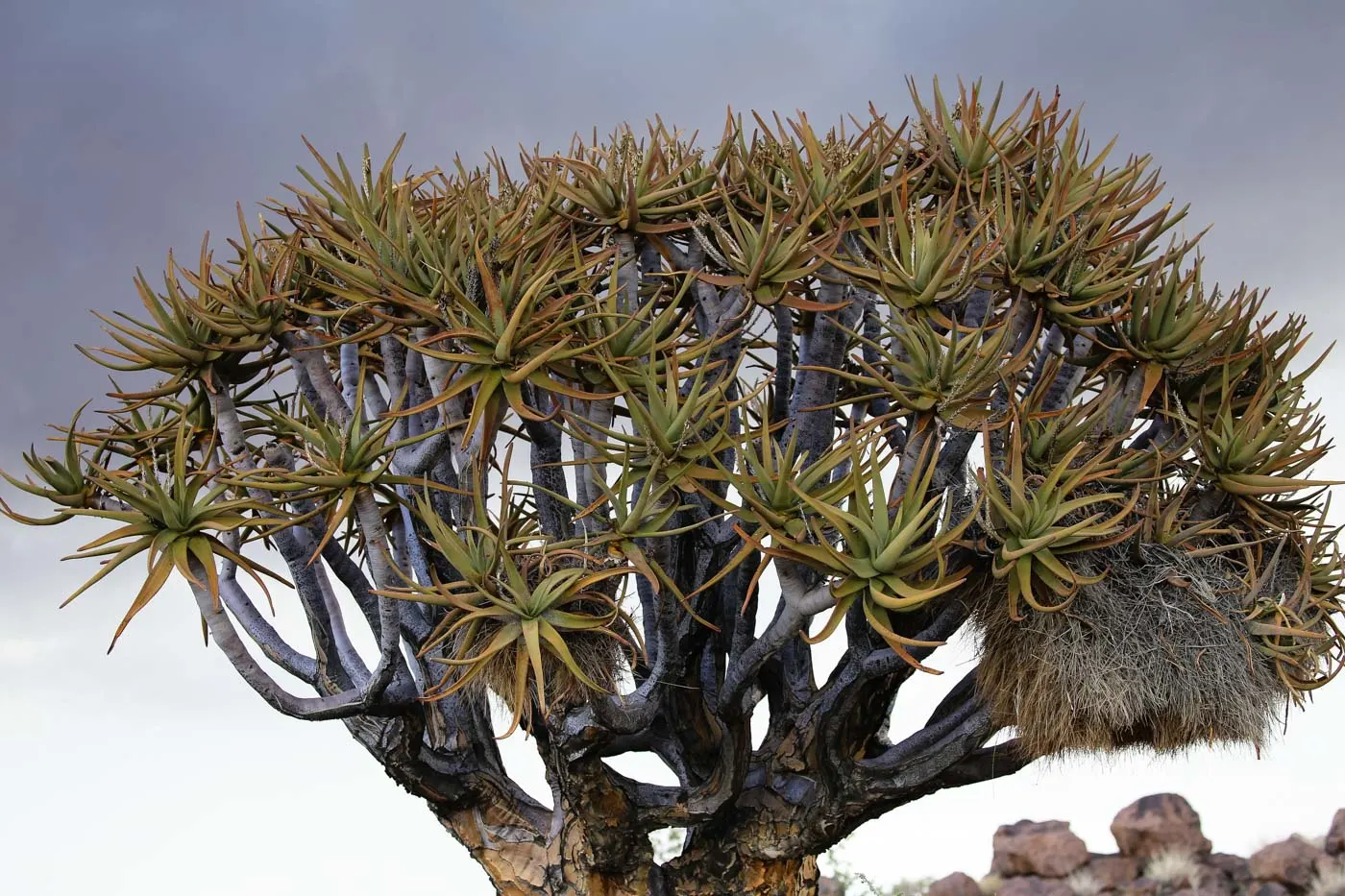 Tree Aloe (Aloe Barberae) — pink flowers in the garden