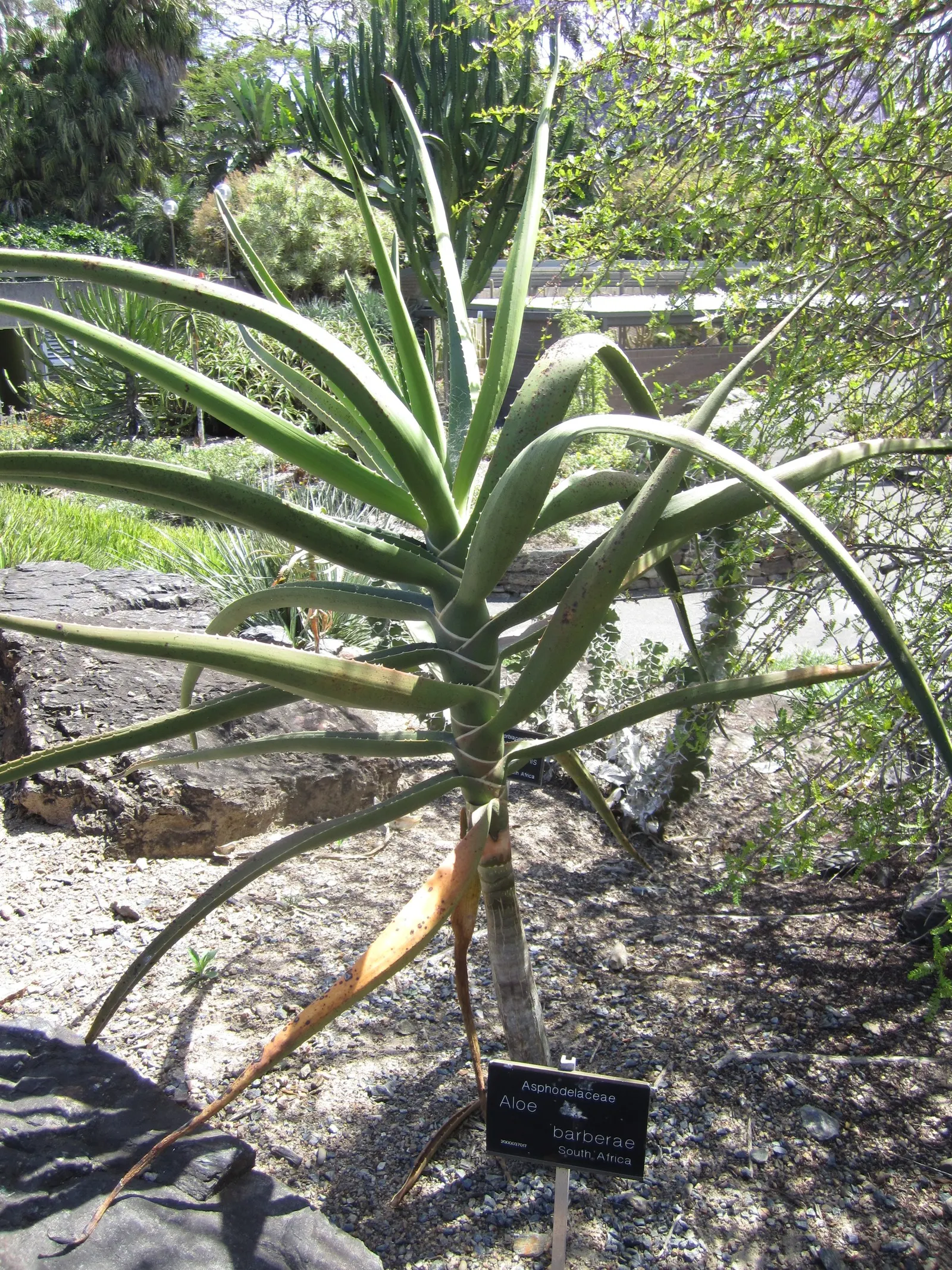 Tree Aloe (Aloe Barberae) — gray-brown branching trunk; this slow-growing succulent tree can reach impressive heights of 30 to 60 feet in its, image 70