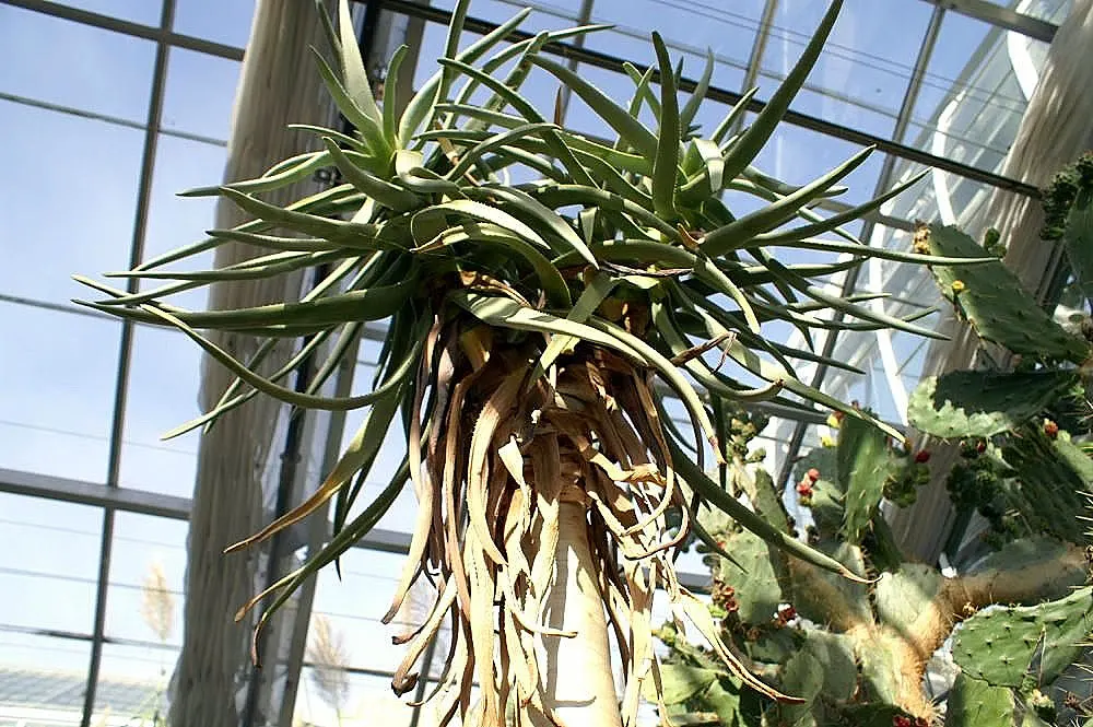 Tree Aloe (Aloe Barberae) — grey trunk and beautiful rosettes of blue-green leaves; this slow-growing succulent tree can reach impressive heights of 30 to 60