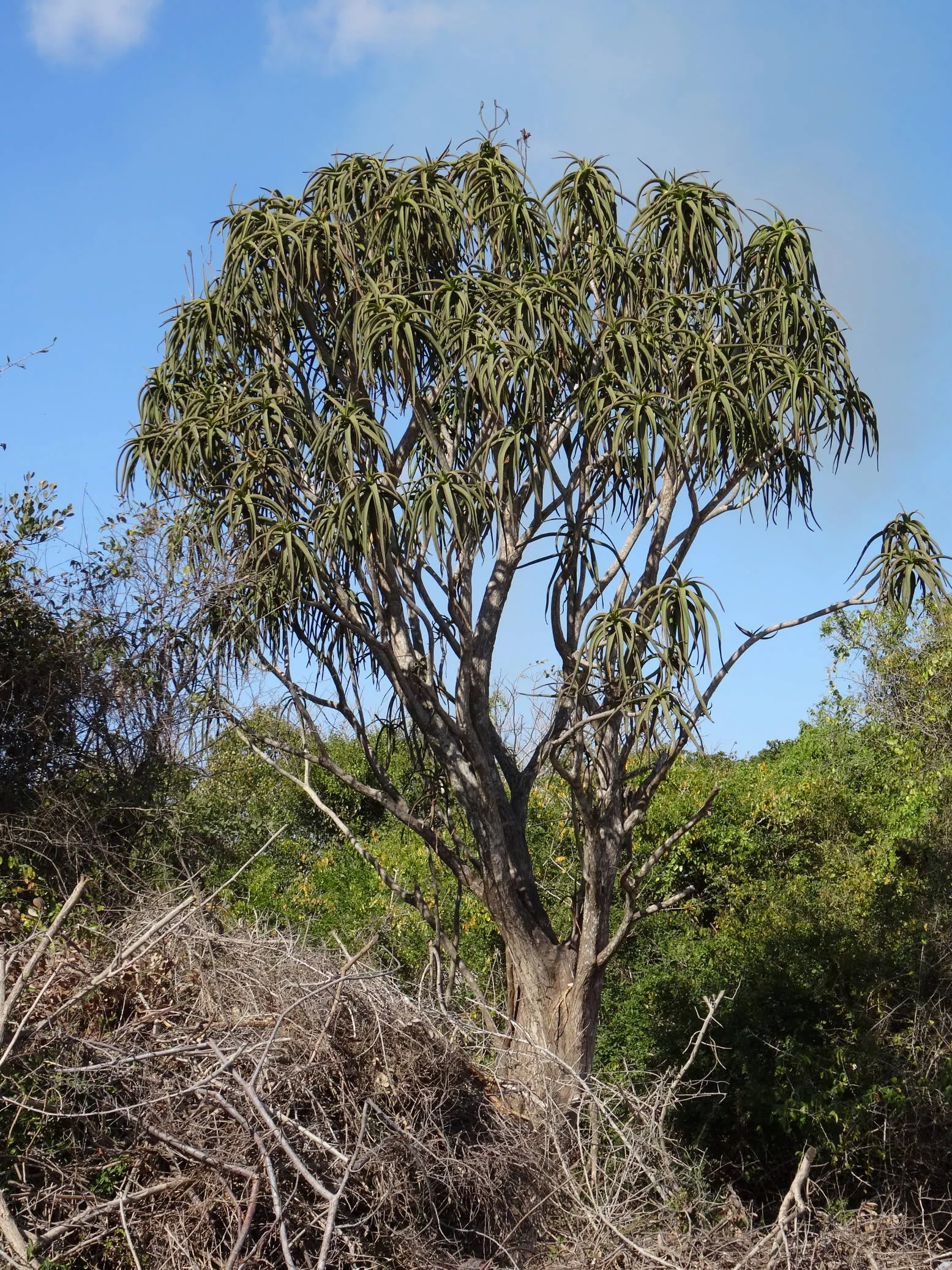 Tree Aloe (Aloe Barberae) — tree with pink blooms; it requires well-drained soil and full sun to partial shade exposure, image 111