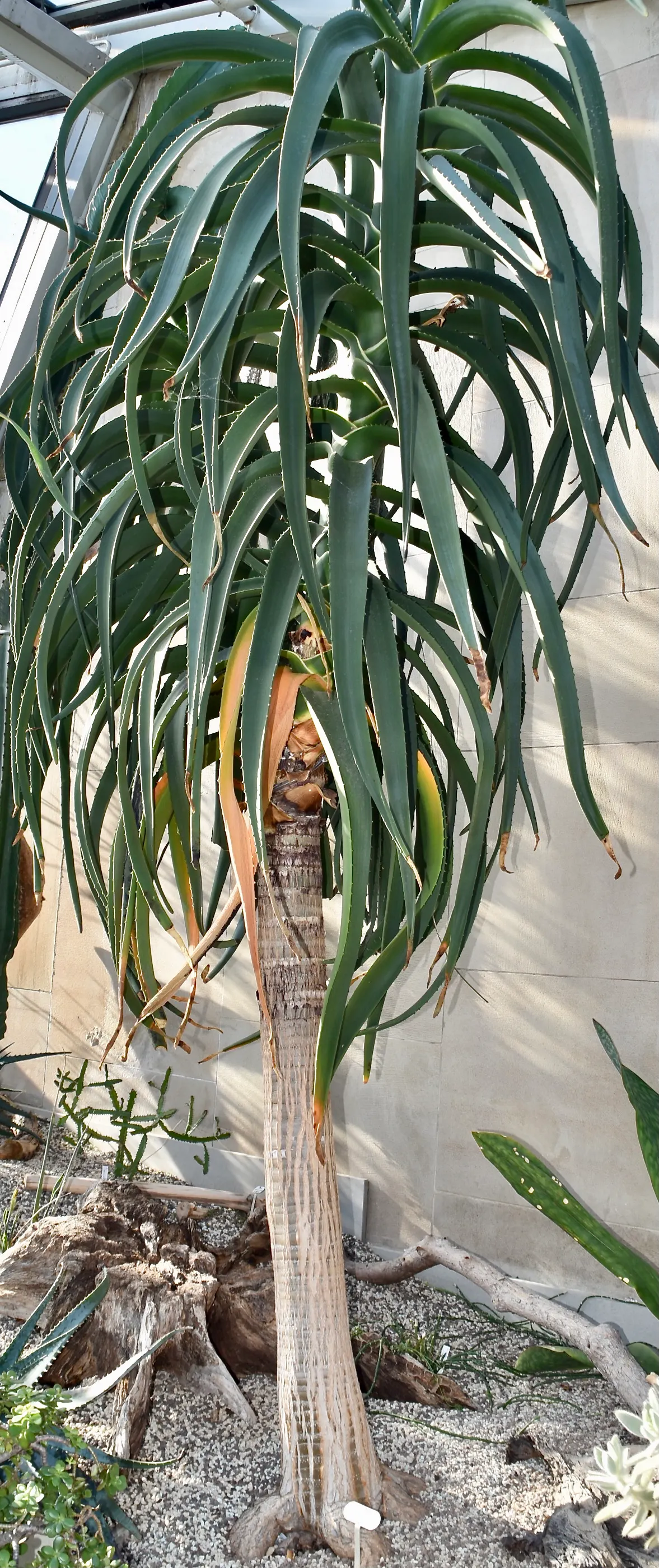 Tree Aloe (Aloe Barberae) — the Tree Aloe blooms in the late fall to early winter; it requires well-drained soil and full sun to partial shade, image 75