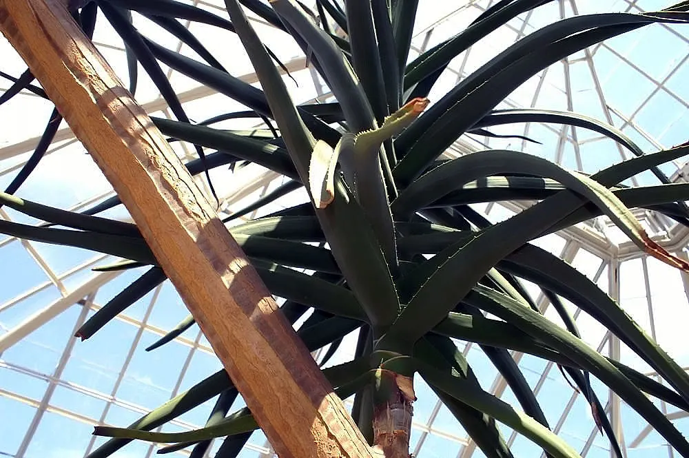 Tree Aloe (Aloe Barberae) — is a striking and elegant specimen; due to its spiny leaf edges, image 120