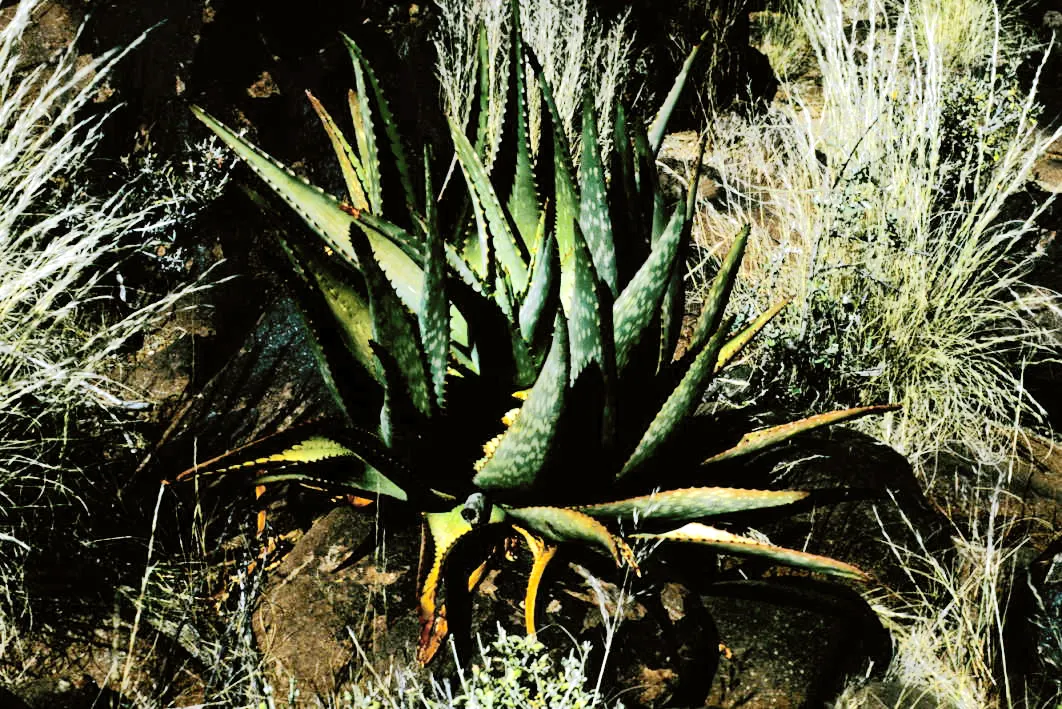 Tree Aloe (Aloe Barberae) — provide ample space to accommodate its majestic size and take care to situate it away from pedestrian pathways