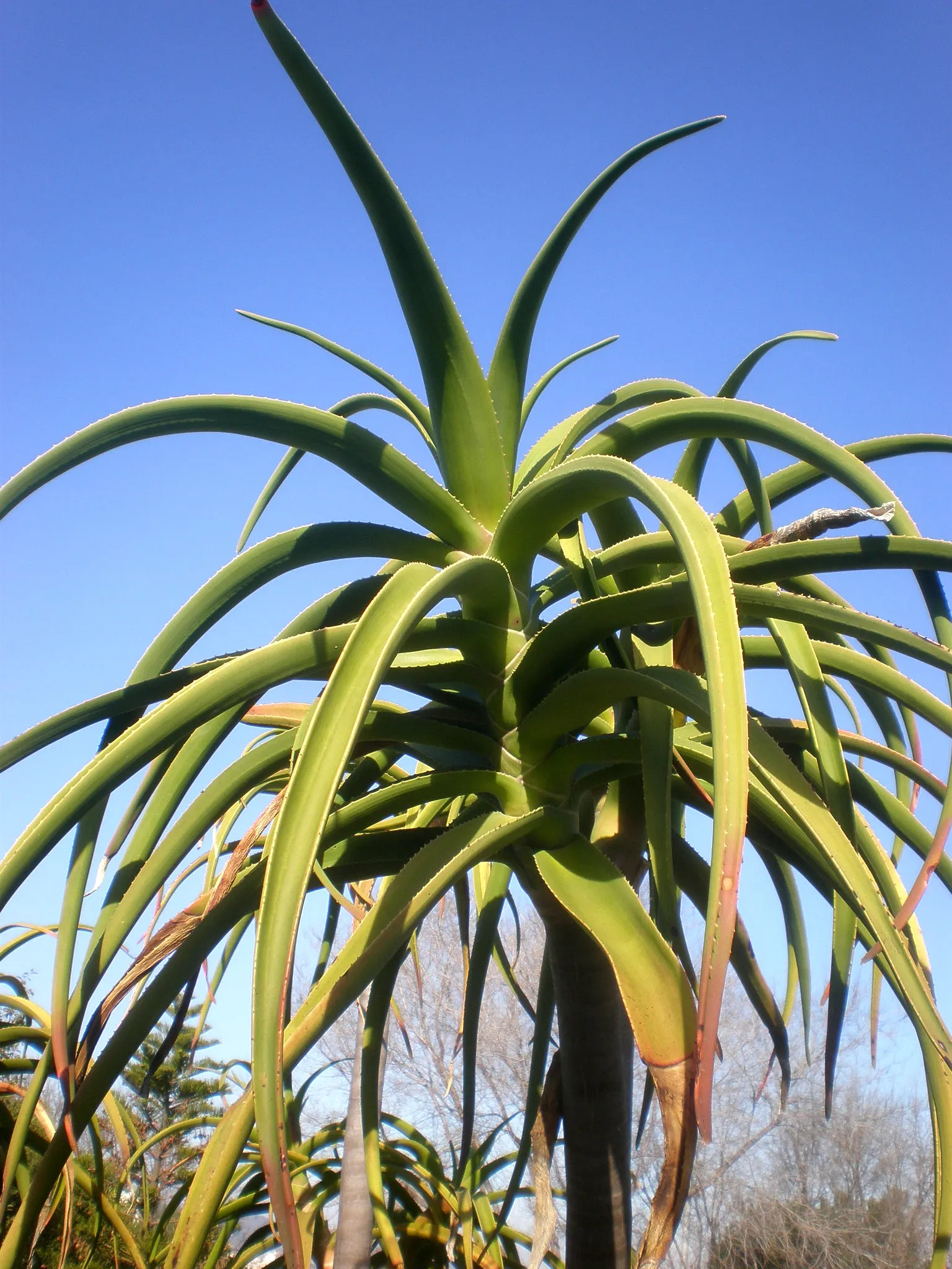 Tree Aloe (Aloe Barberae) — orange-red flowers on tall spikes that attract a variety of pollinators; due to its spiny leaf edges, image 76