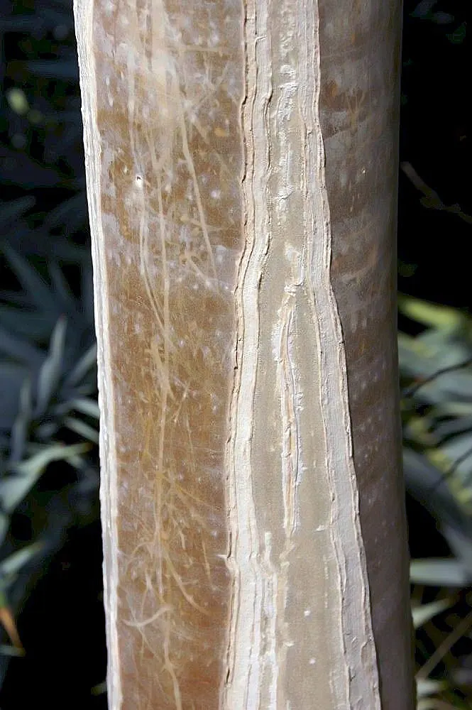 Tree Aloe (Aloe Barberae) — tree for full