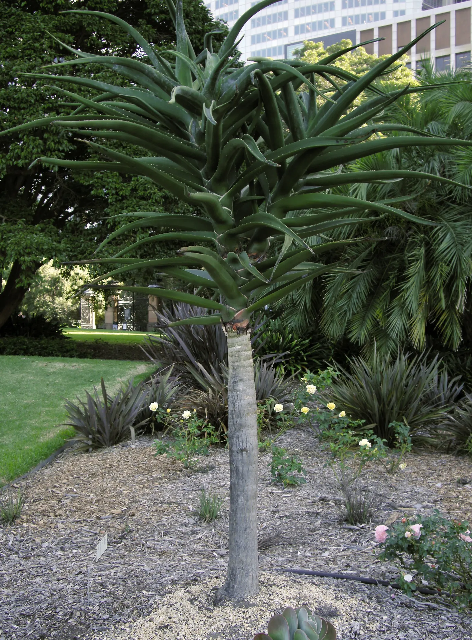 Tree Aloe (Aloe Barberae) — this aloe produces pink-orange flowers in winter; it requires well-drained soil and full sun to partial shade exposure, image 115